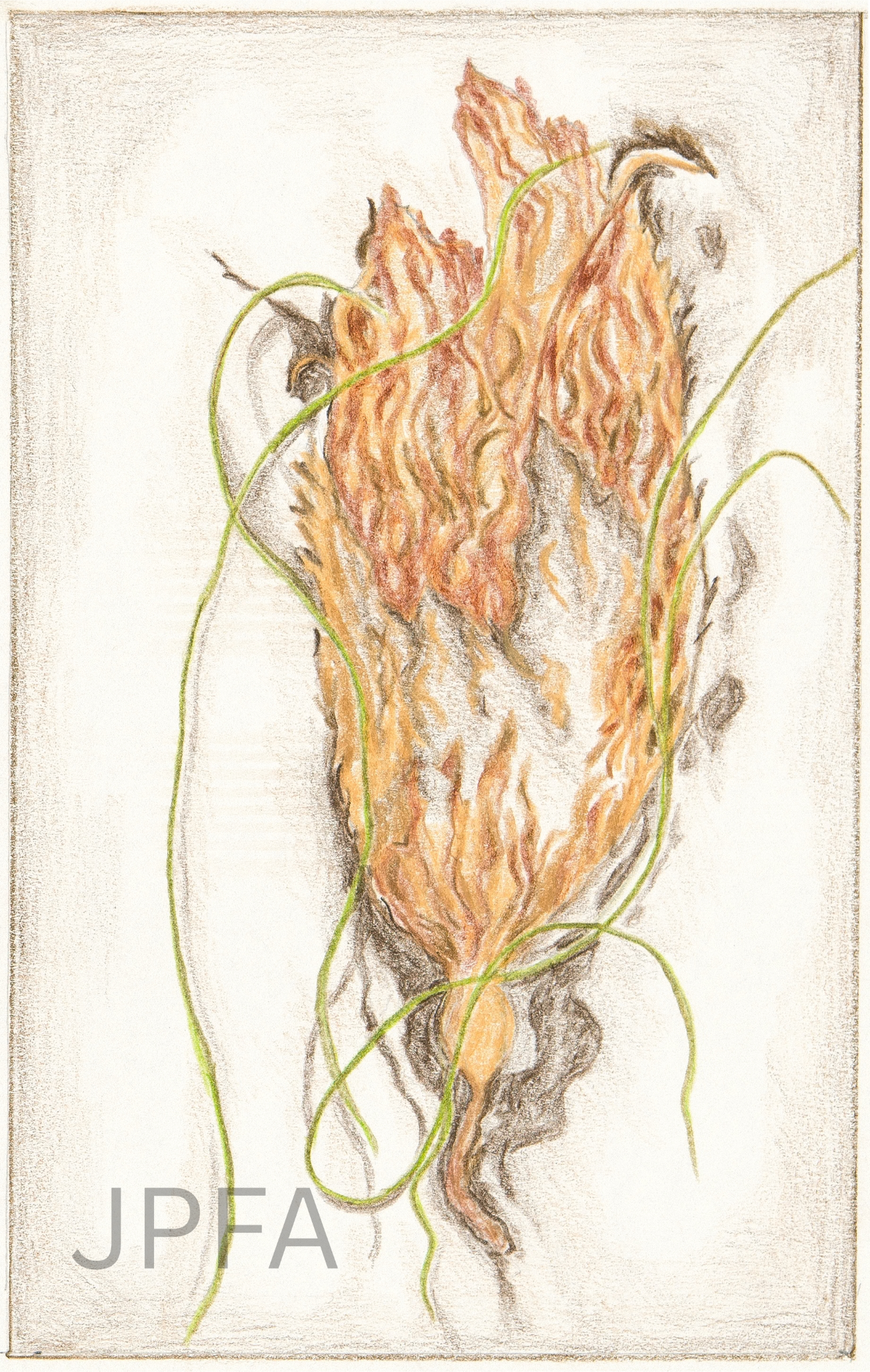 LIGHT KELP III JPFA (2).png