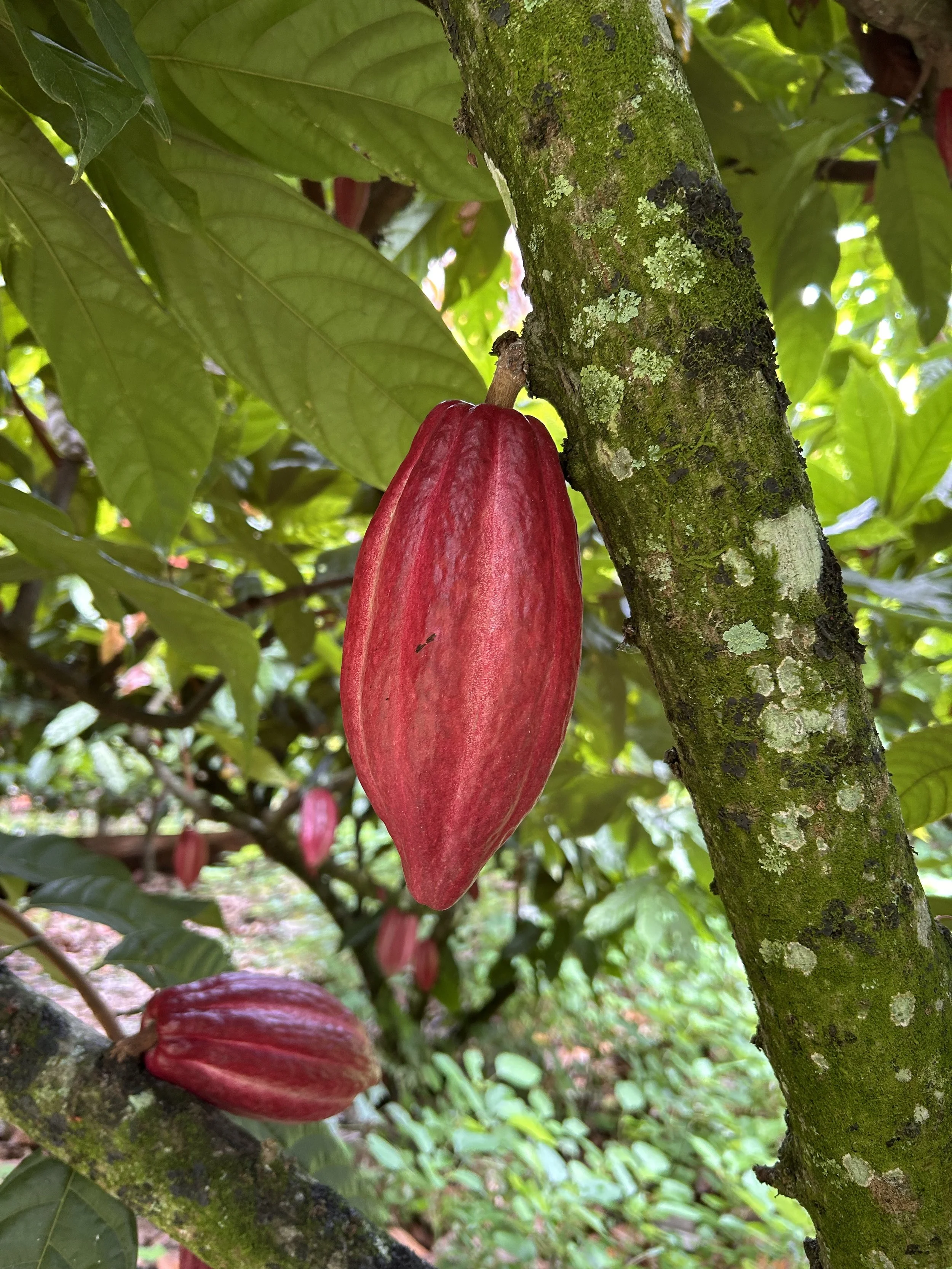 Caonia ~ “Family legacy rooted in transformation, well-being and a profound connection with the land.”