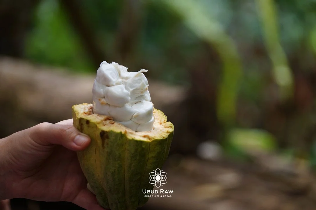fruit de cacao