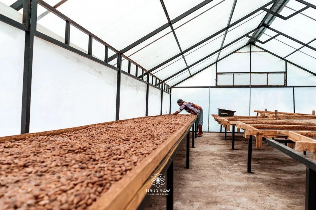 cabosse et fèves de cacao