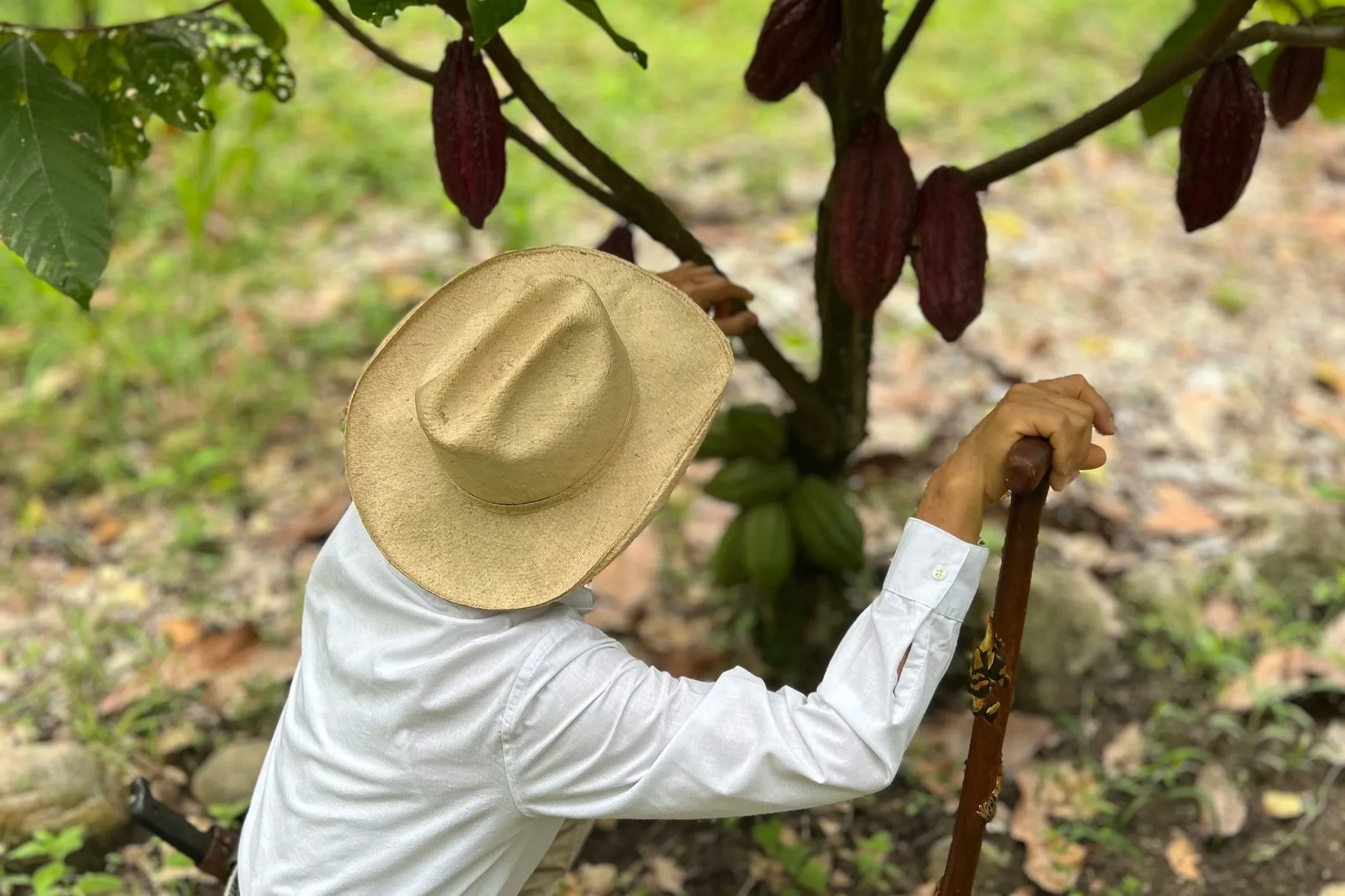 Señor Bernardo s'occupant de son cacaoyer avec un chapeau de paille