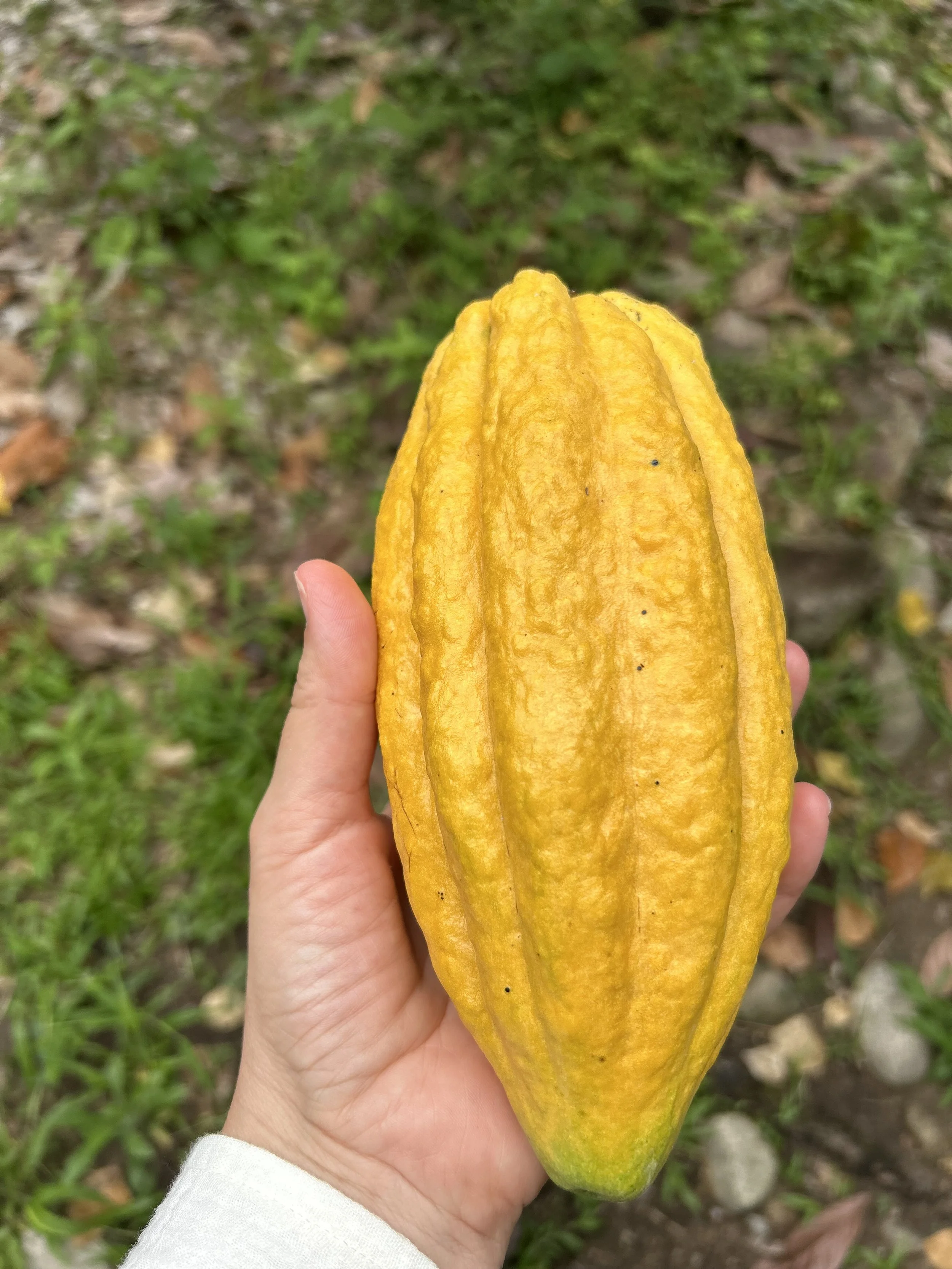 Yellow Cacao pod held in hand