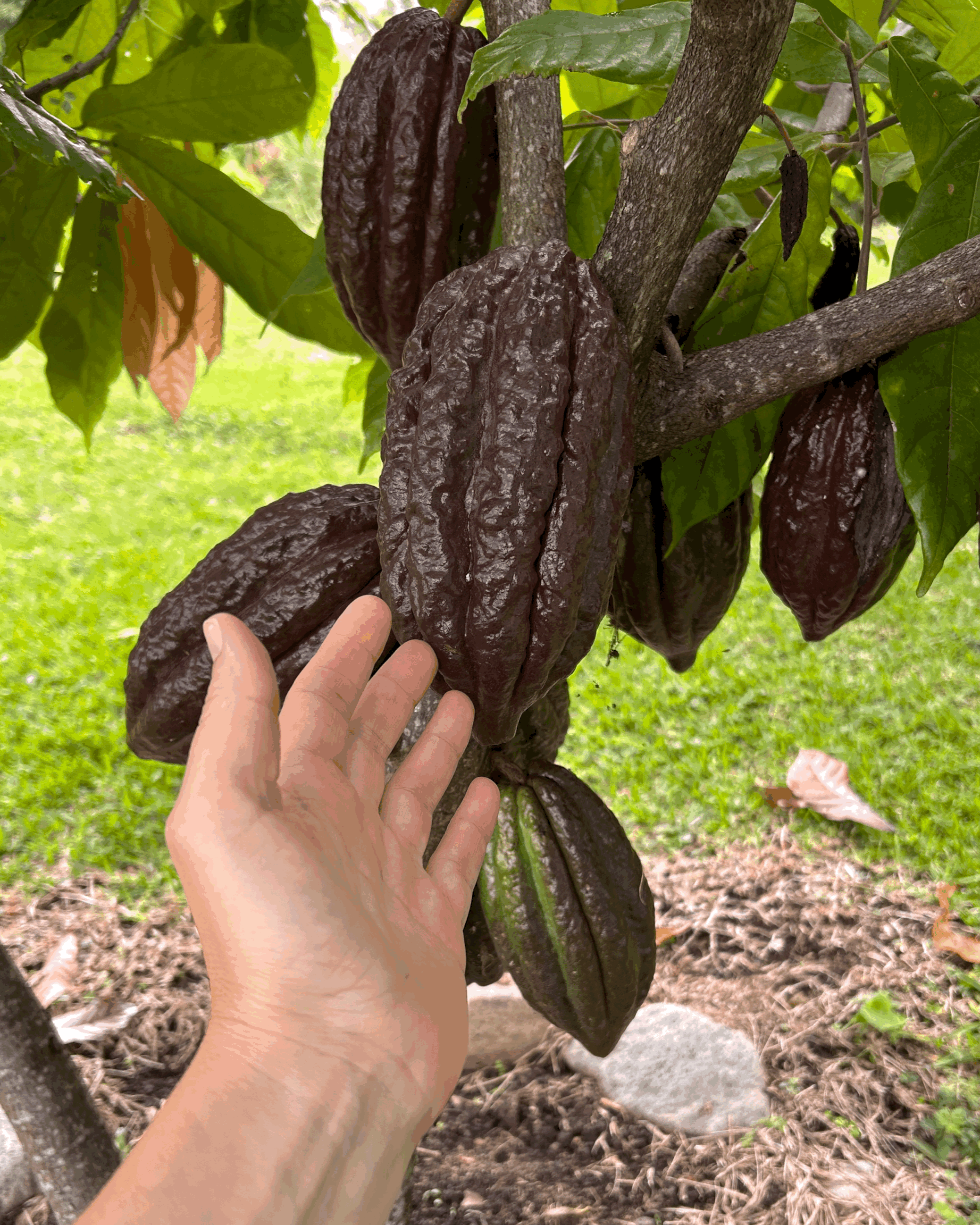 Hand reaching out to Cacao fruit on a Cacao tree