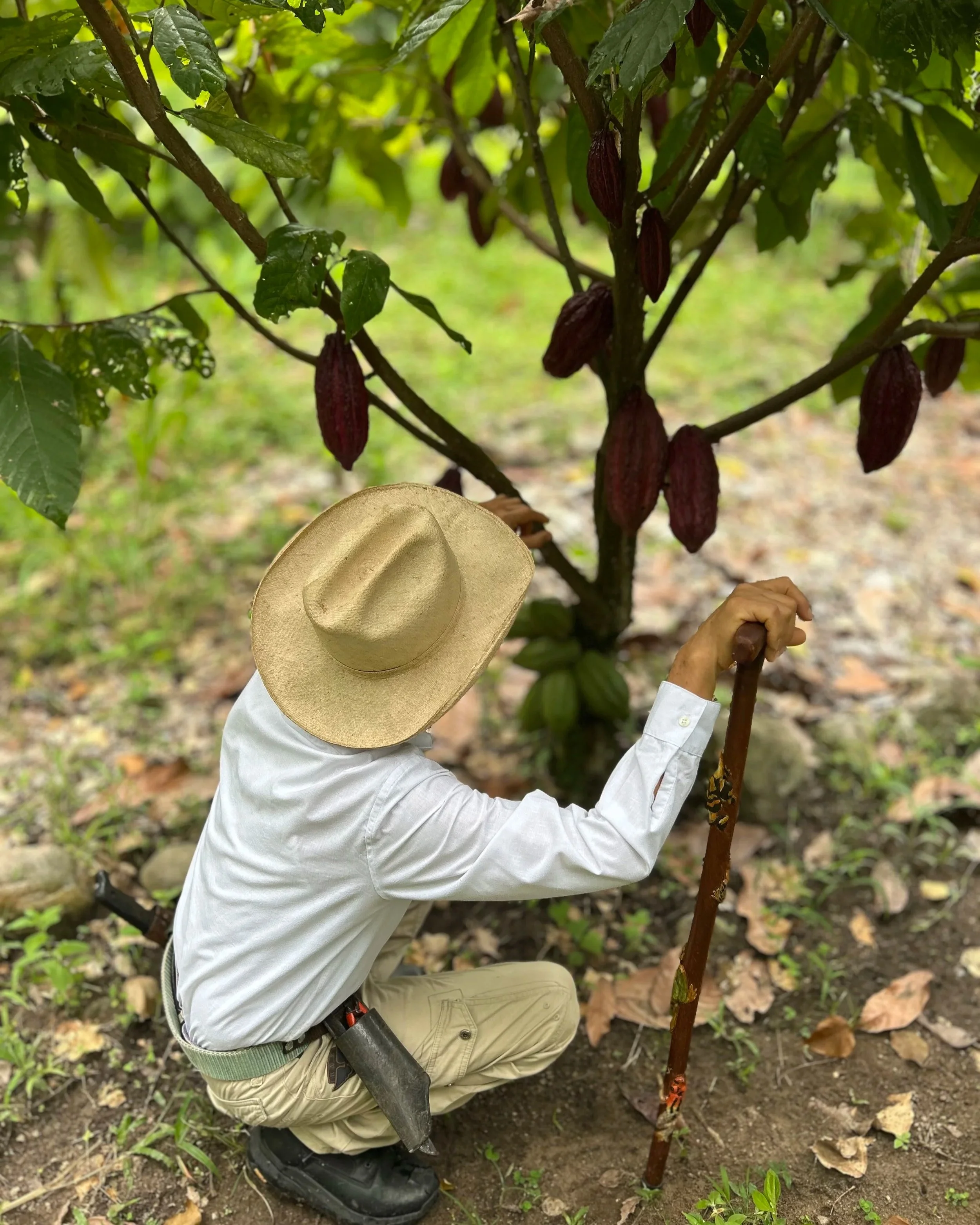 Farmer Señor Bernardo crouching in front of his Cacao tree
