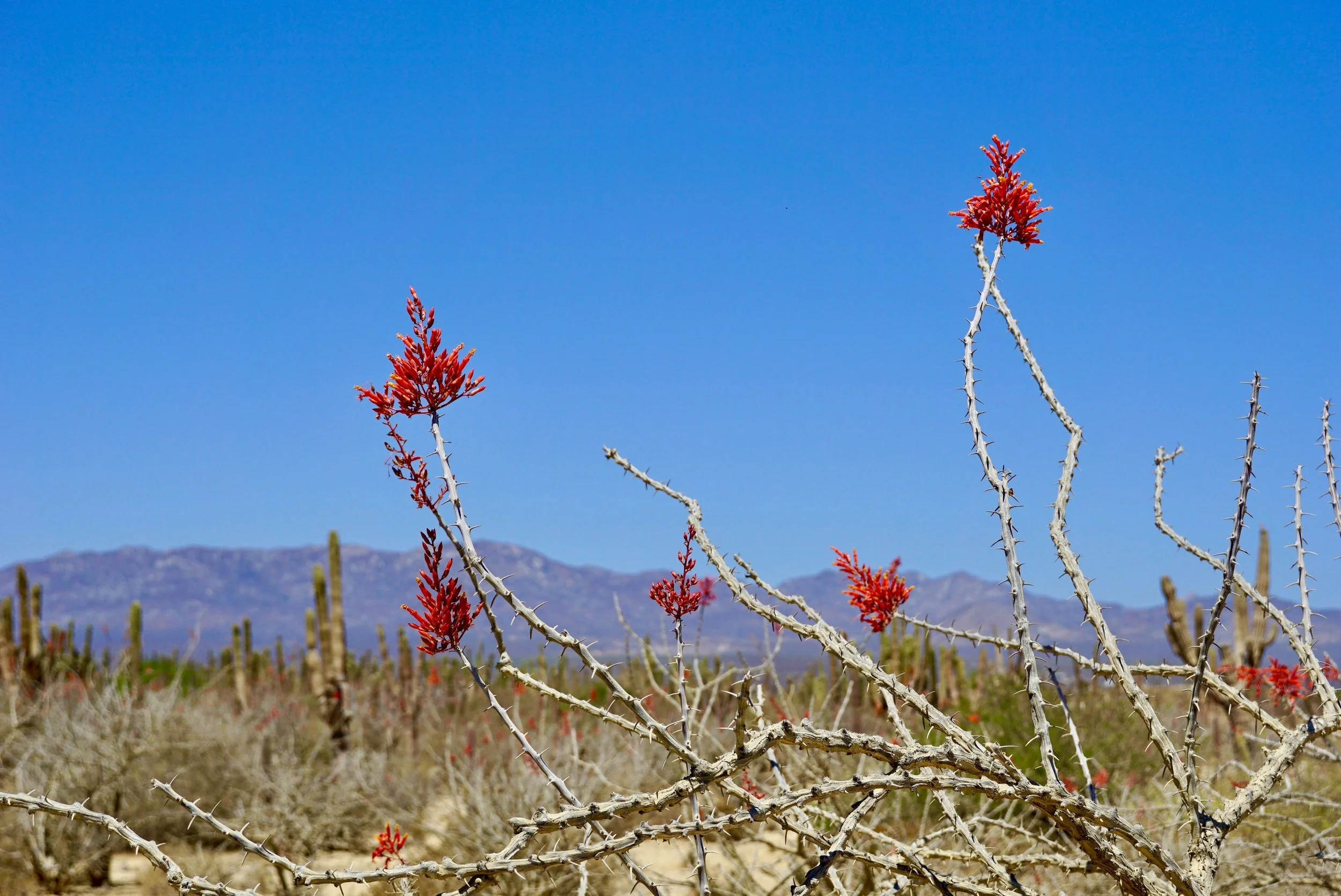 Luxury Adventure Wellness Retreat - Baja