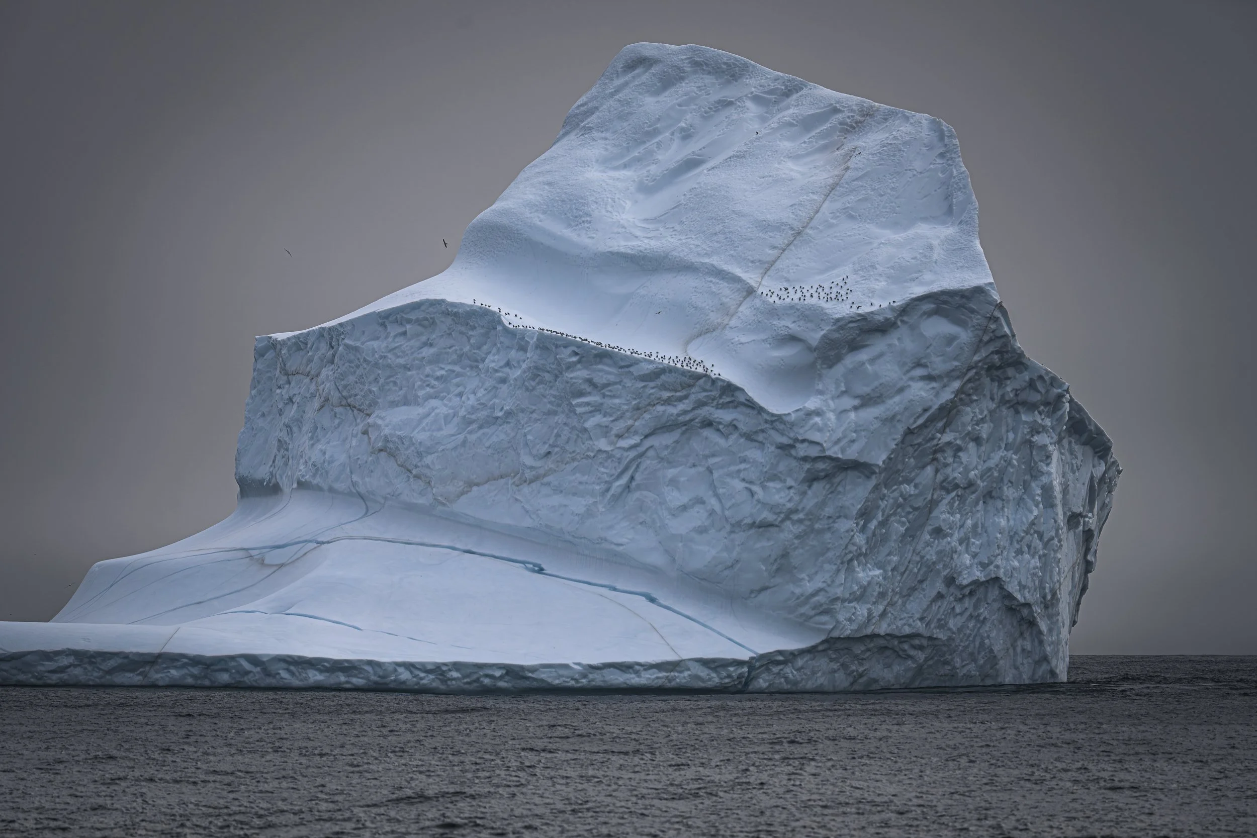 "On board the berg"/ "Les passagers du glaçon"
48 x 33 cm, Edition of 1 + 1 AP
75 x 50 cm, Edition of 10 + 2 AP