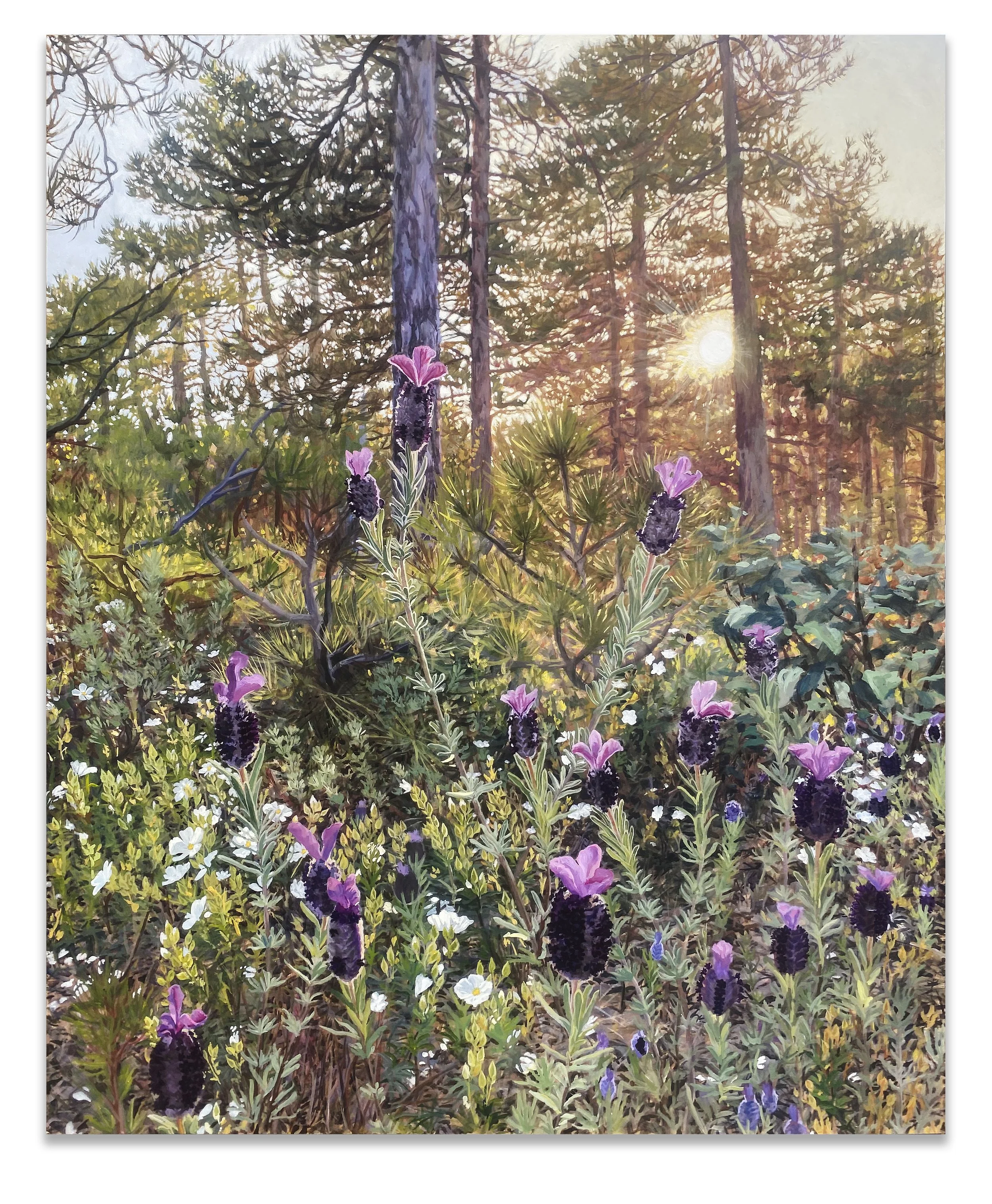 LAVANDES SAUVAGES ET CISTES EN FLEURS 
(2025)
Acrylic on wood, 123x 100cm 
