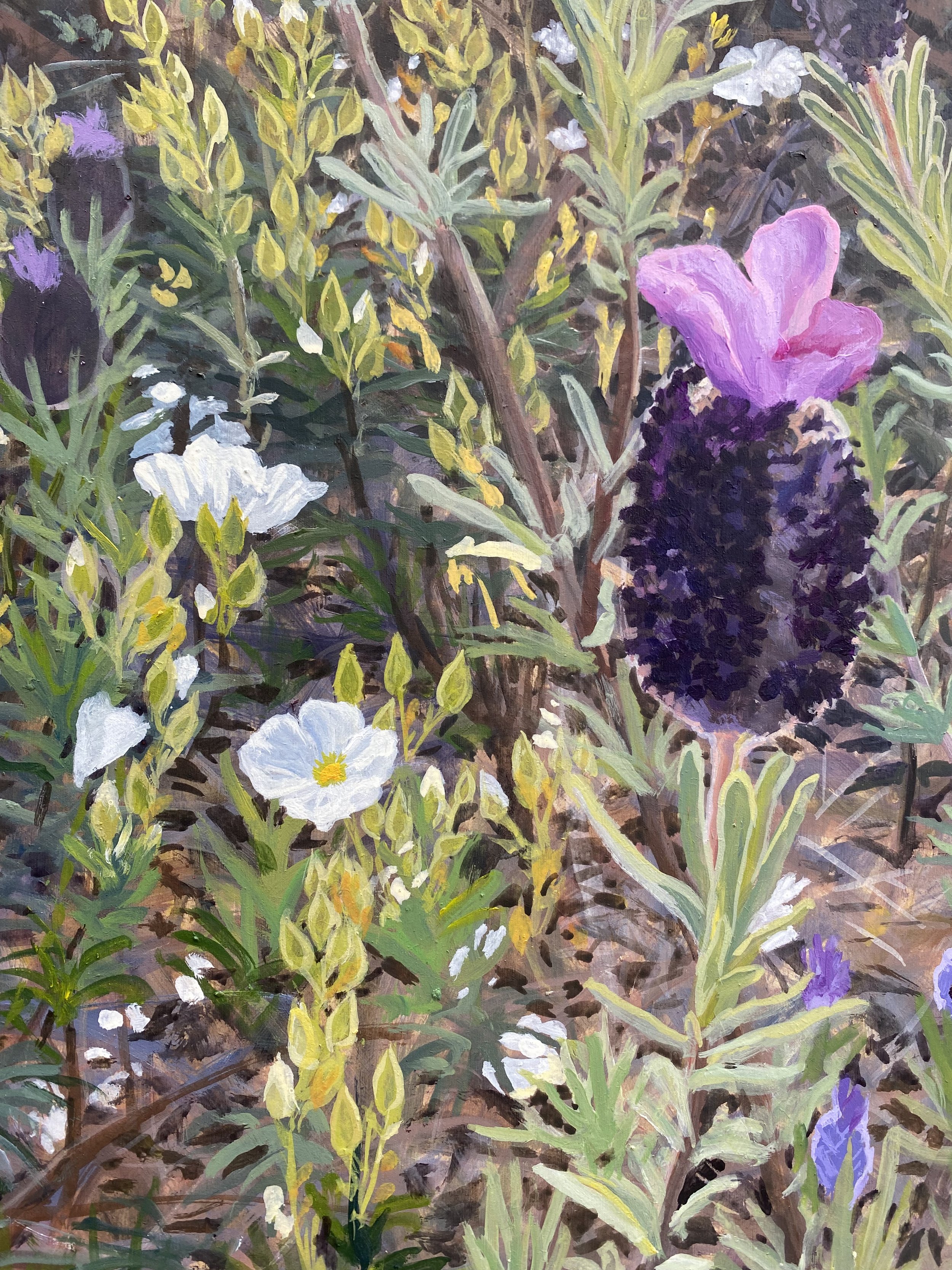 Detail : LAVANDES SAUVAGES ET CISTES EN FLEURS 