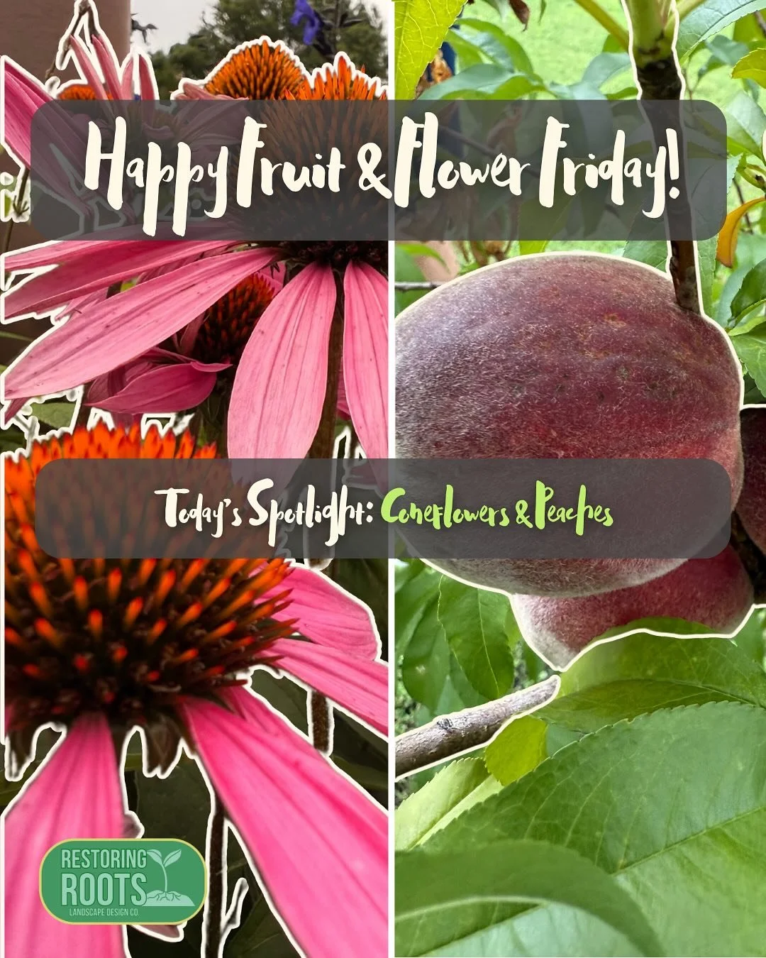It&rsquo;s Fruit &amp; Flower Friday, and this week I&rsquo;m sharing one of my favorite summer pairs&mdash;Coneflowers &amp; Peaches 🌸🍑

The coneflowers are still full of pollinators, and the peach tree just wrapped up its season (we enjoyed every