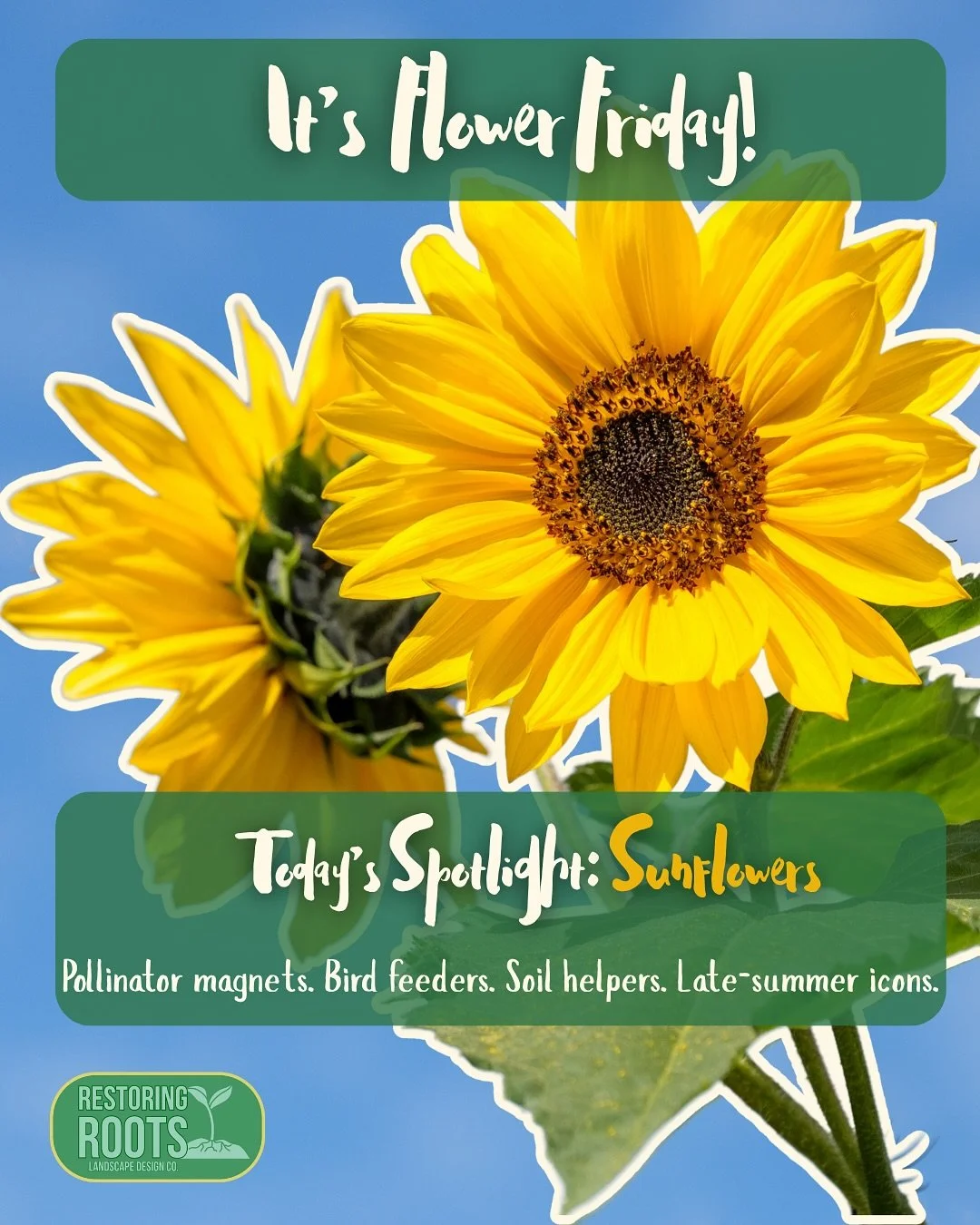 Sunflowers bring a lot more to the garden than just good looks. 🌻
They support pollinators, feed birds, improve soil, and for very little in return.

If you&rsquo;re looking for a native variety to try, Swamp Sunflower is a great late-season bloomer