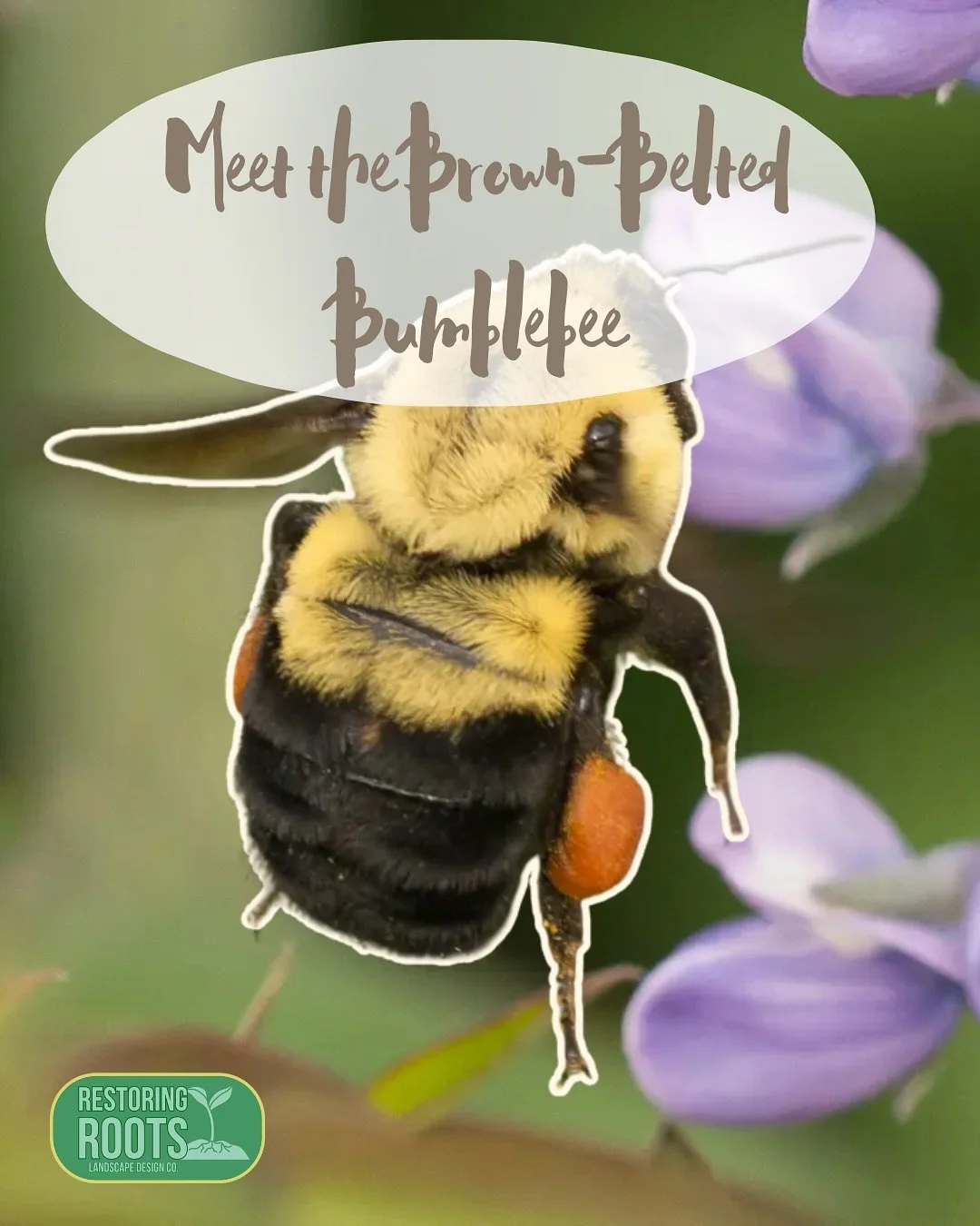 Wildlife Wednesday: Brown-Belted Bumblebee 🐝
Say hello to Bombus griseocollis, one of our lesser-known native bumblebees! These fuzzy friends are excellent pollinators and can often be seen buzzing around wildflowers and native perennials. Unlike ho