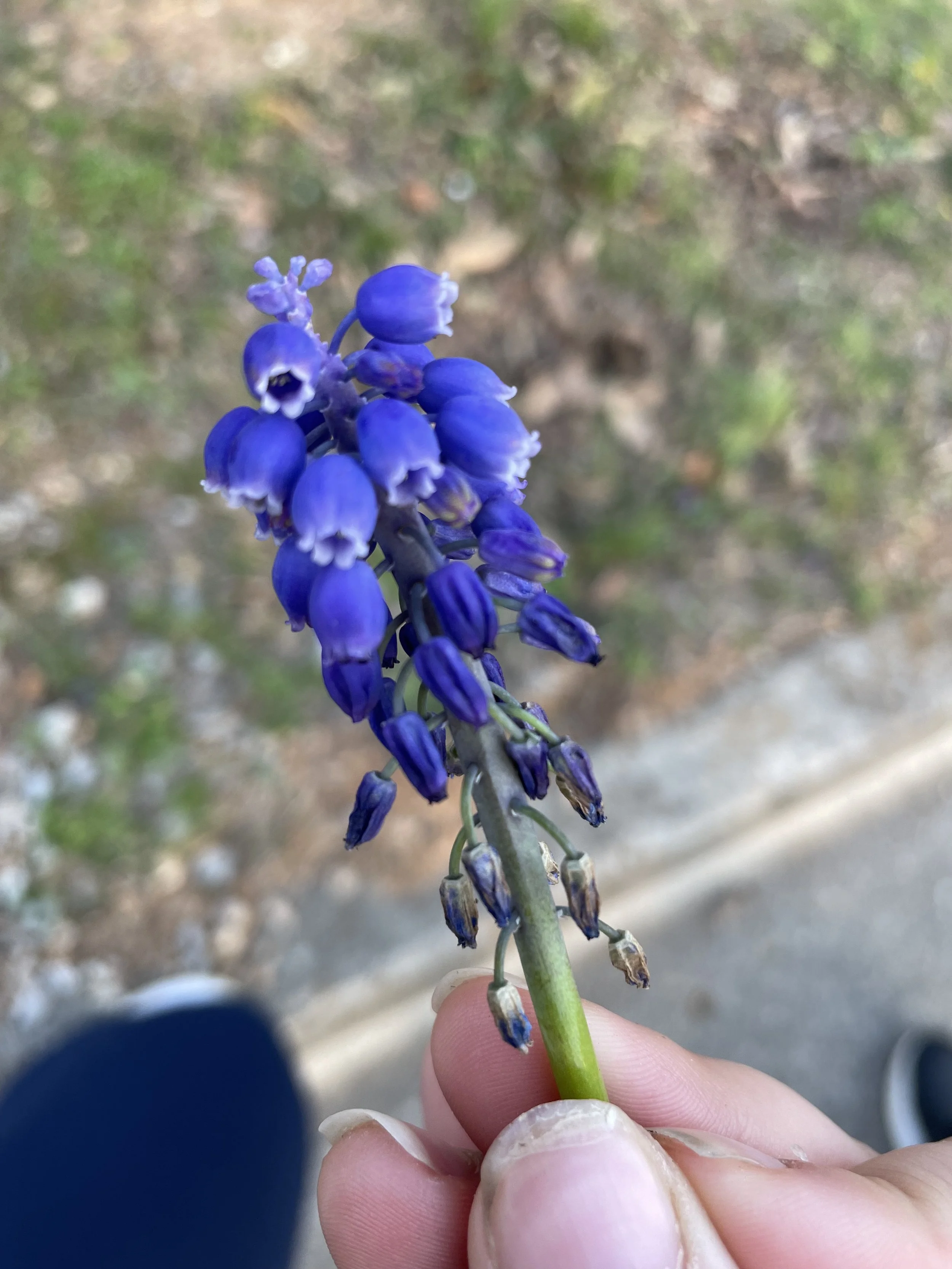 IMG_6029.jpeg