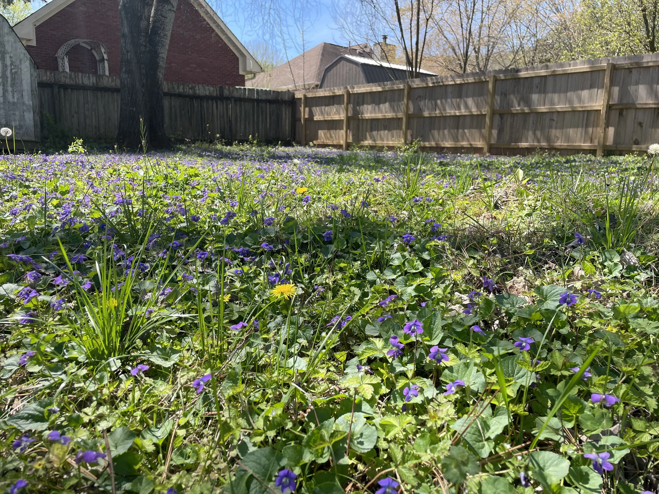 IMG_6101.jpeg
