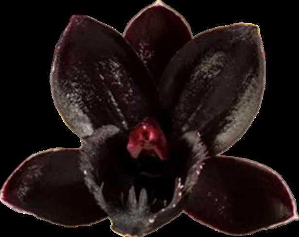Fdk After Dark ‘SVO Black Pearl’ FCC/AOS (SOLD)