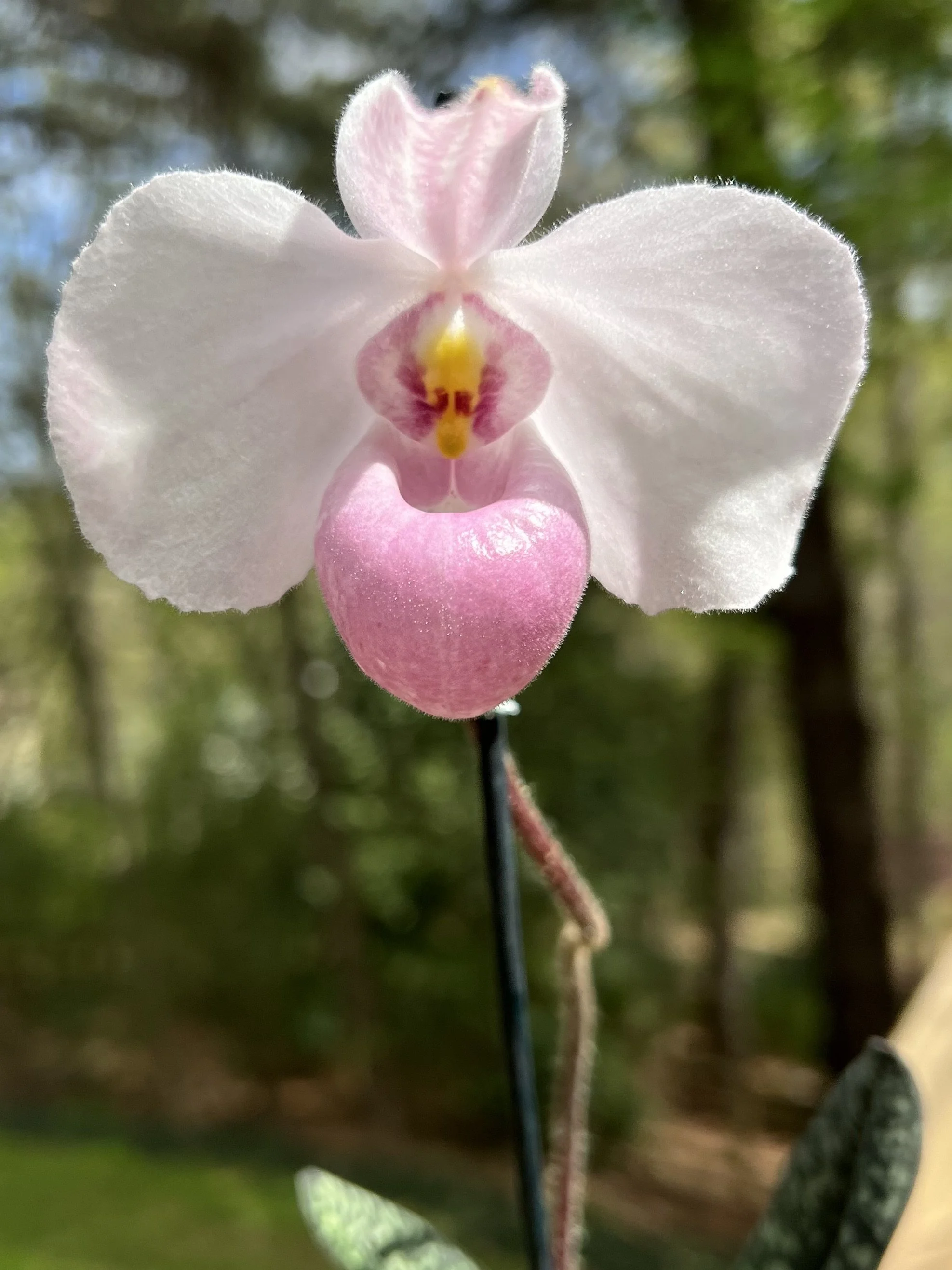 Paphiopedilum delenatii