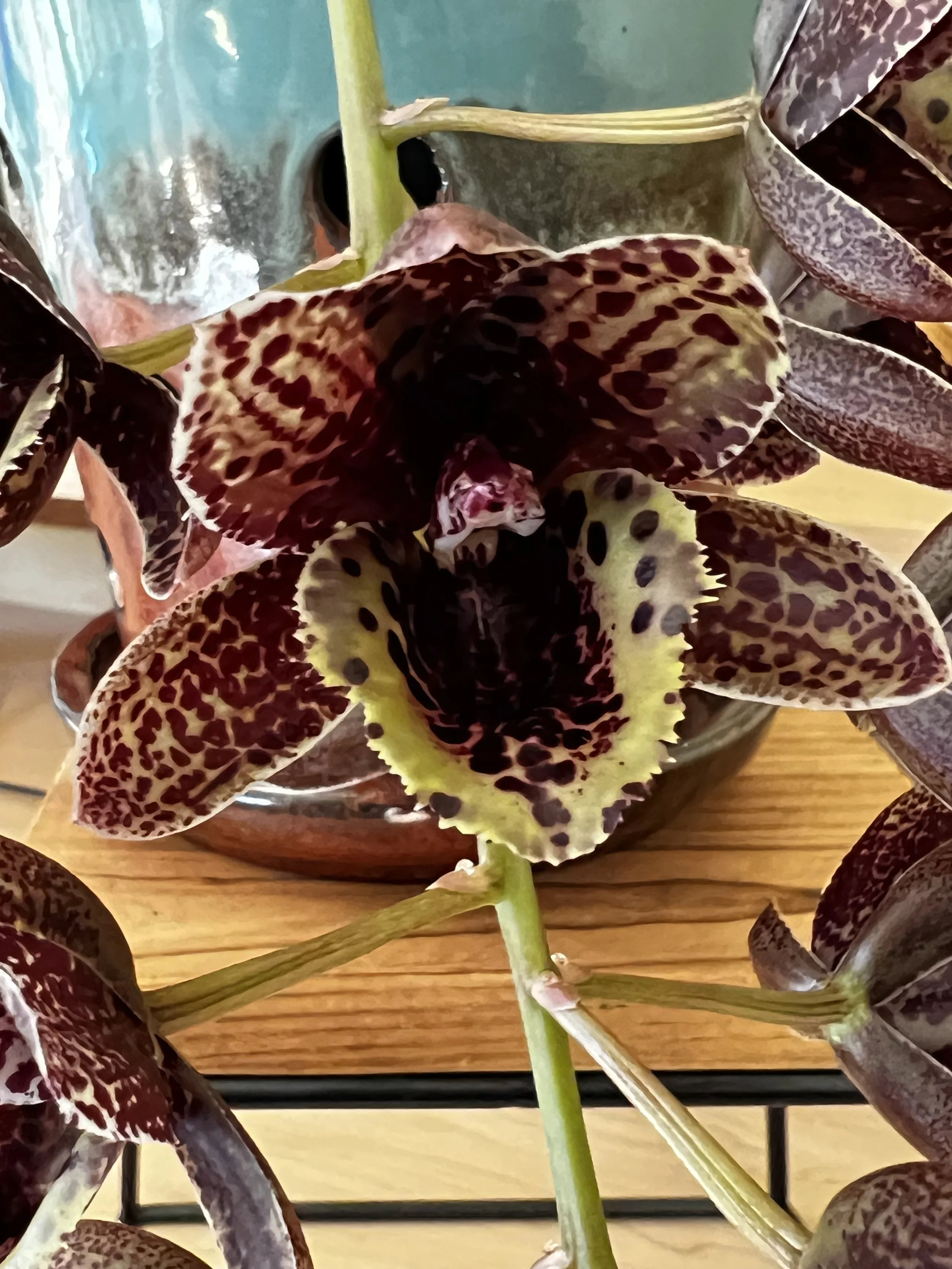 Fdk After Dark ‘SVO’ FCC/AOS