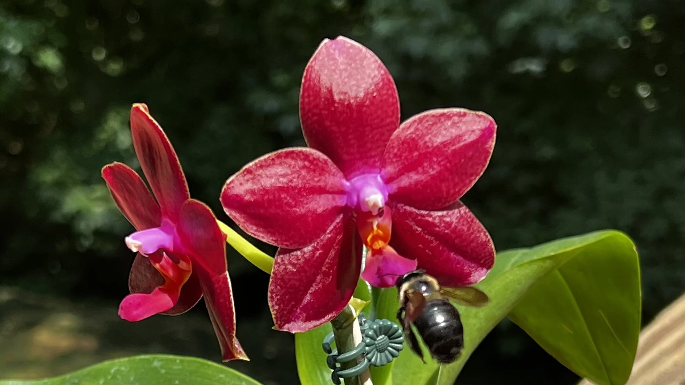 Phal Leucadia Princess Cordova ACC/AOS