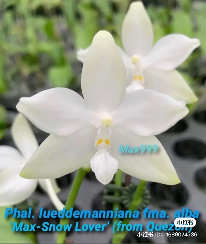Phal lueddemanniana f. alba 'Max-Snow Lover'