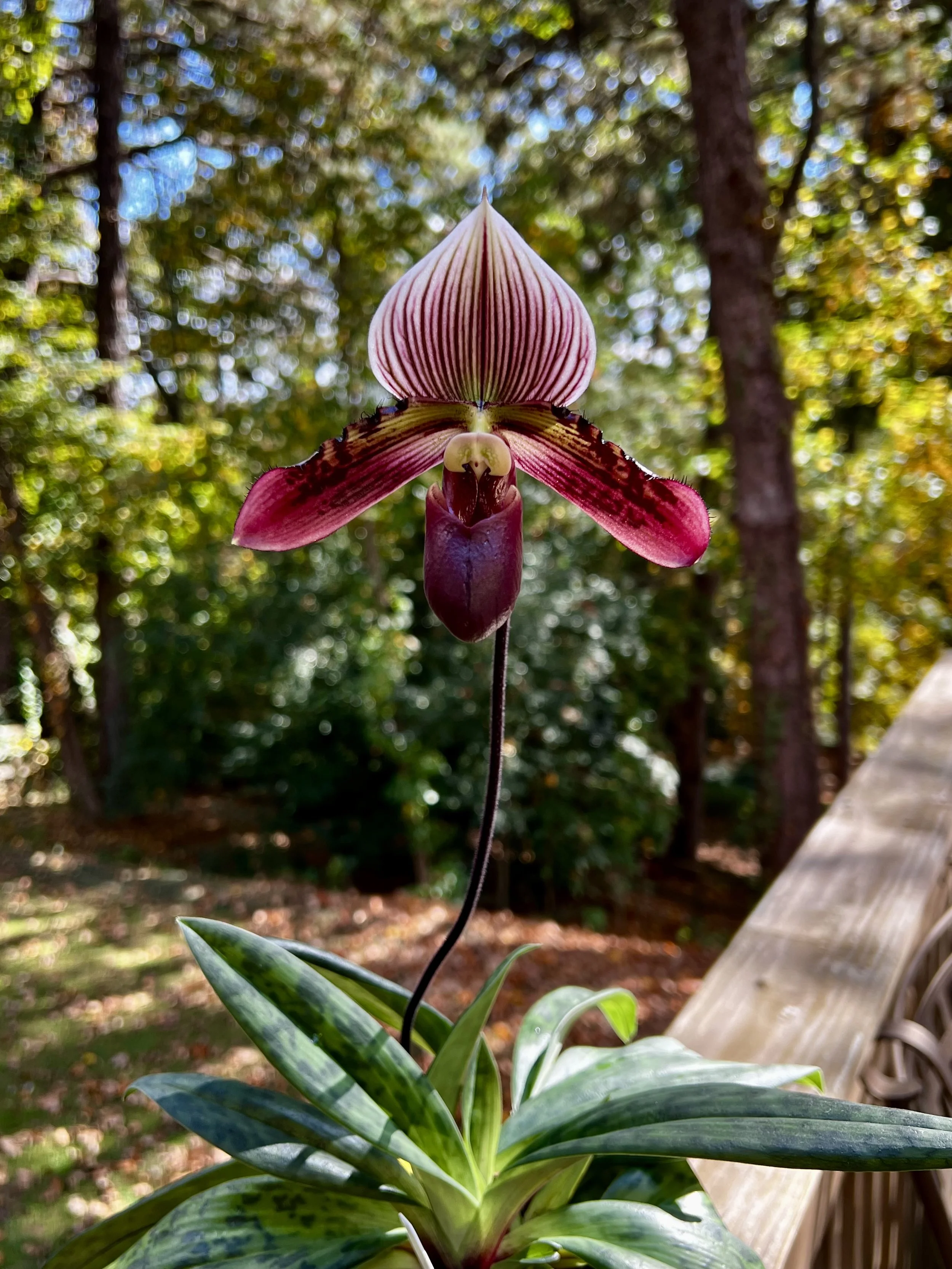 Paph Presidentially Macabre (ID NEEDED)