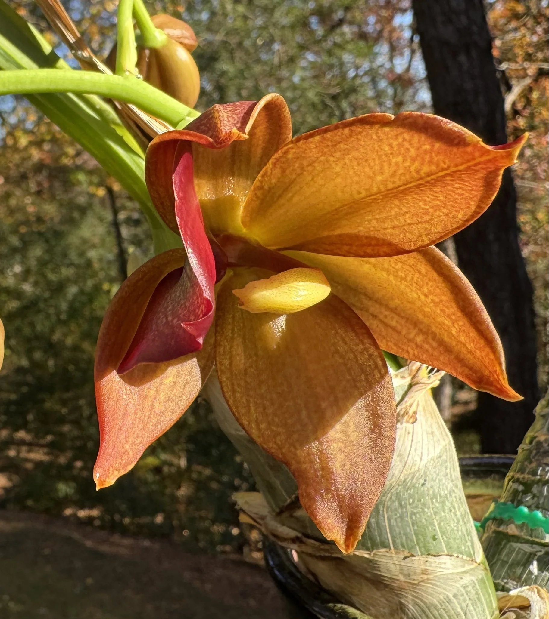 Cycd Taiwan Gold ‘Orange’