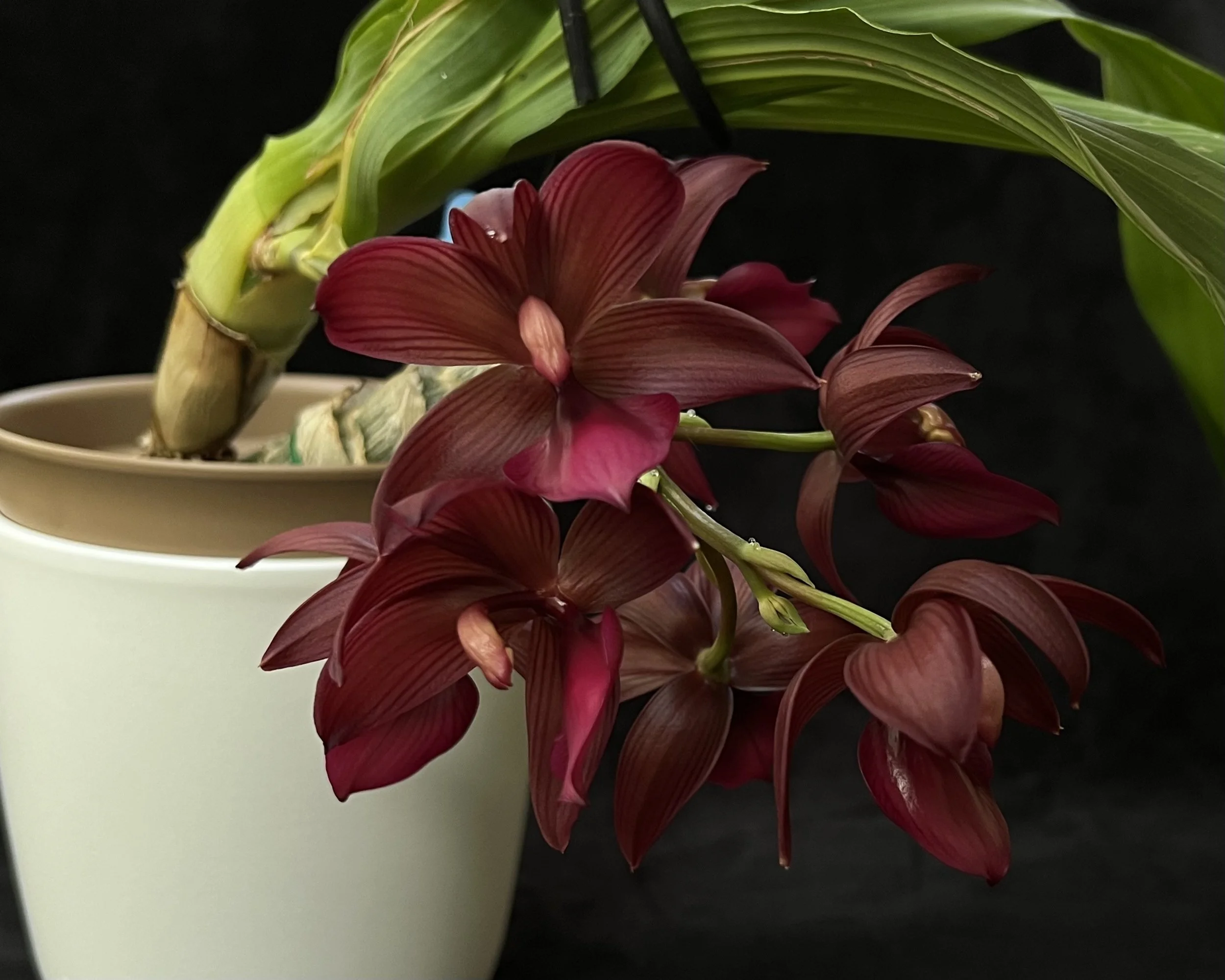 Cycd Wine Delight 'J.E.M.' FCC/AOS