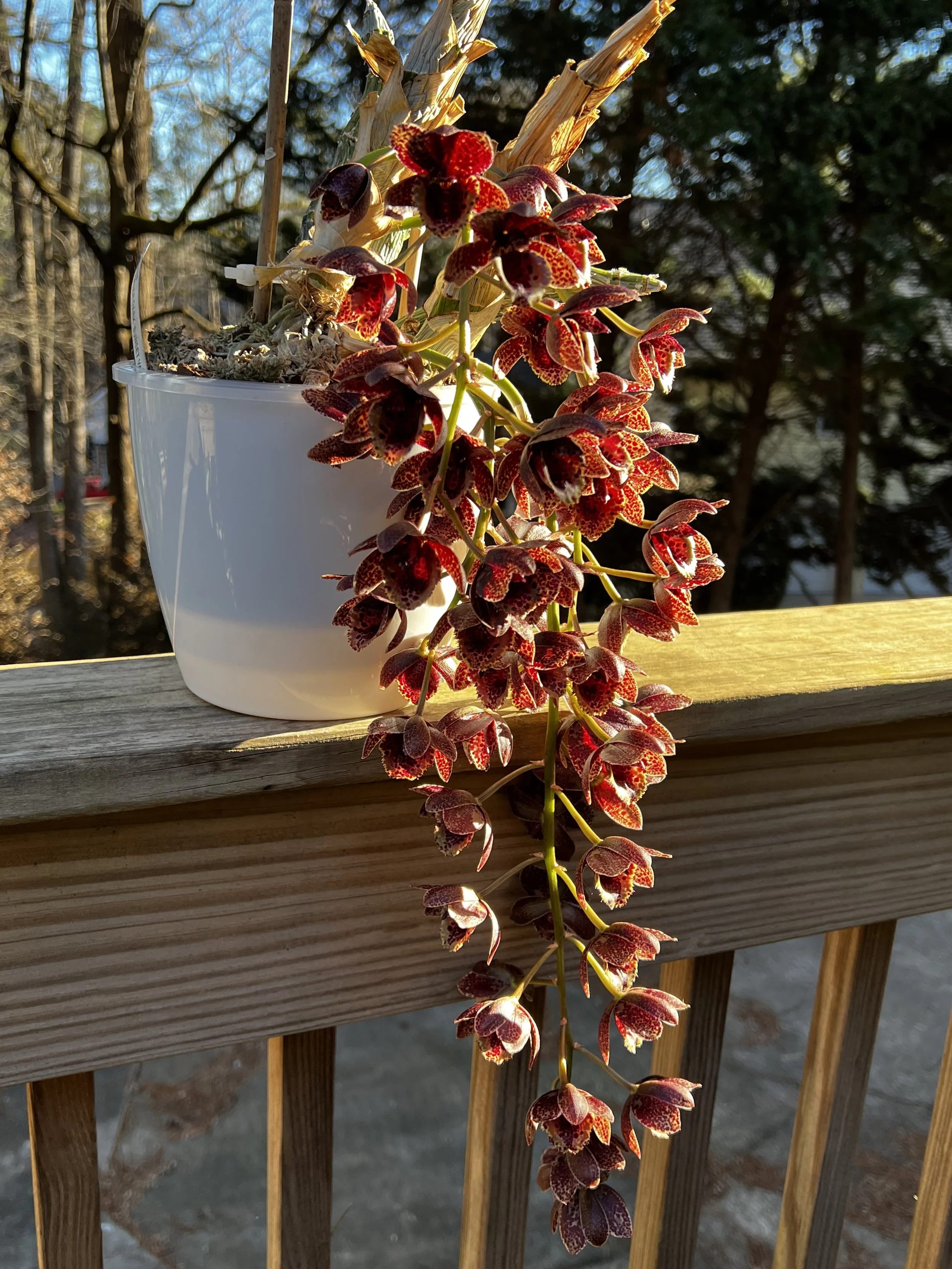 Fdk After Dark ‘SVO’ FCC/AOS