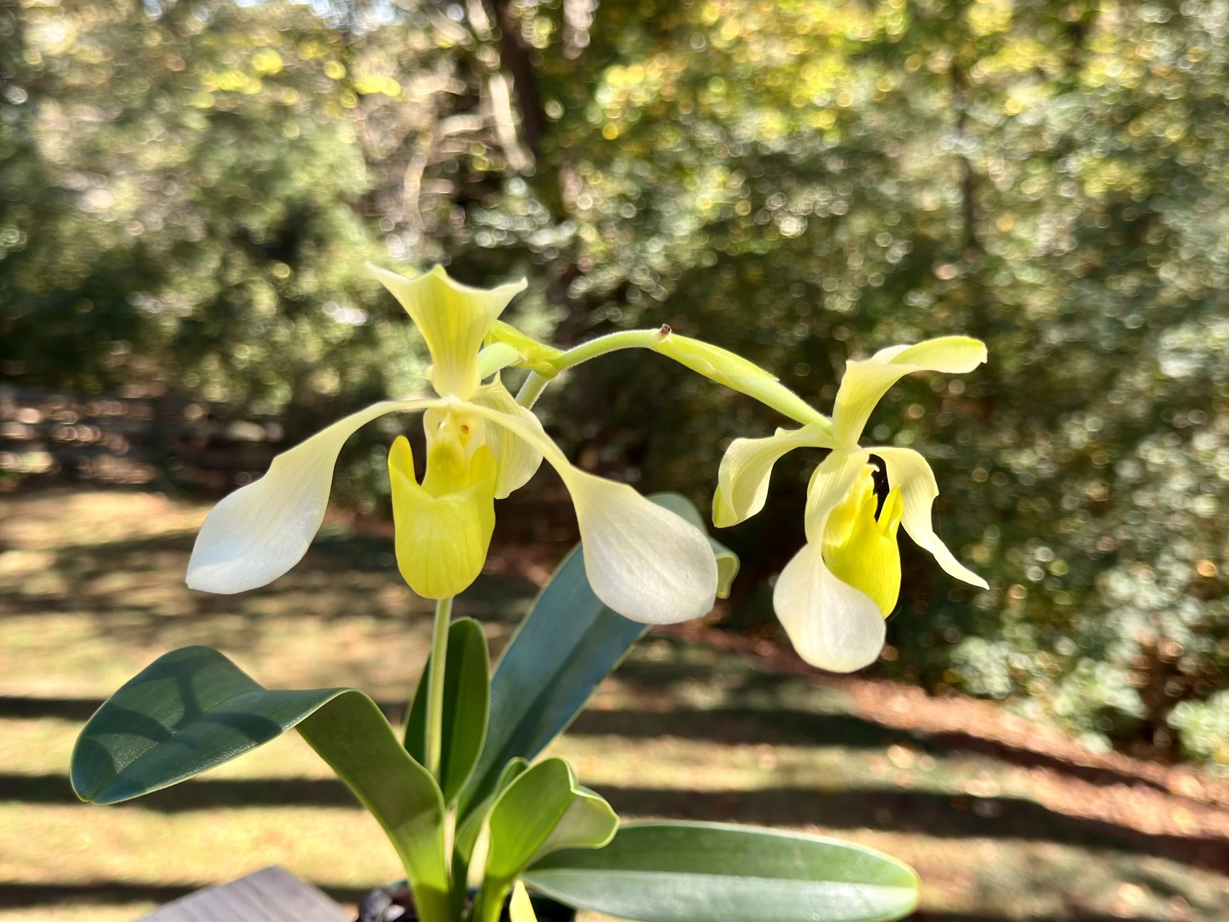 QF Paph Toni Semple x lowii alba