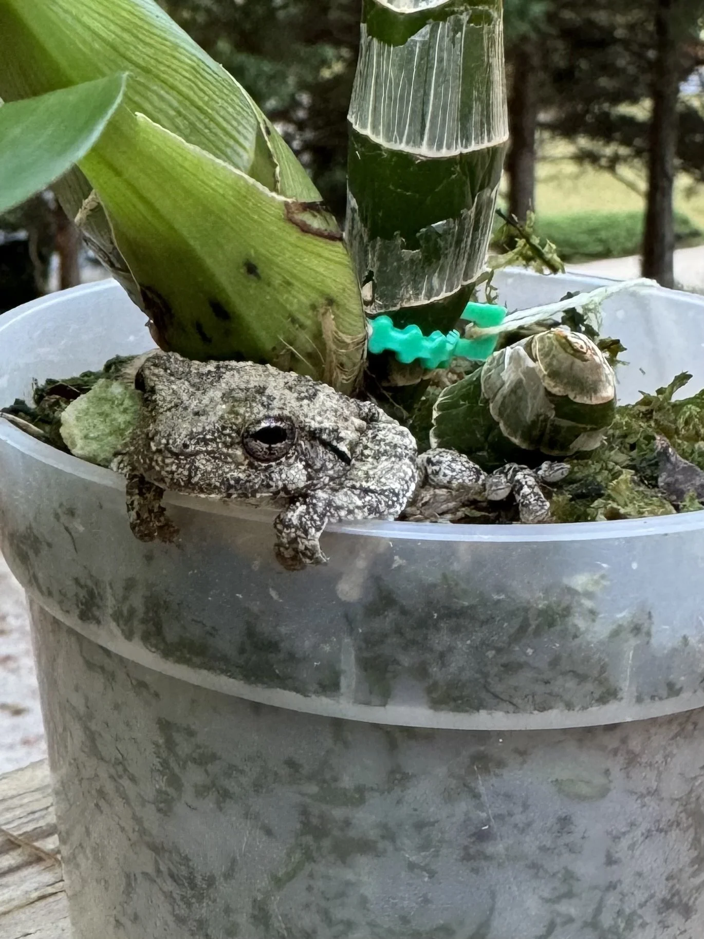 Fdk After Dark ‘SVO Black Pearl’ FCC/AOS