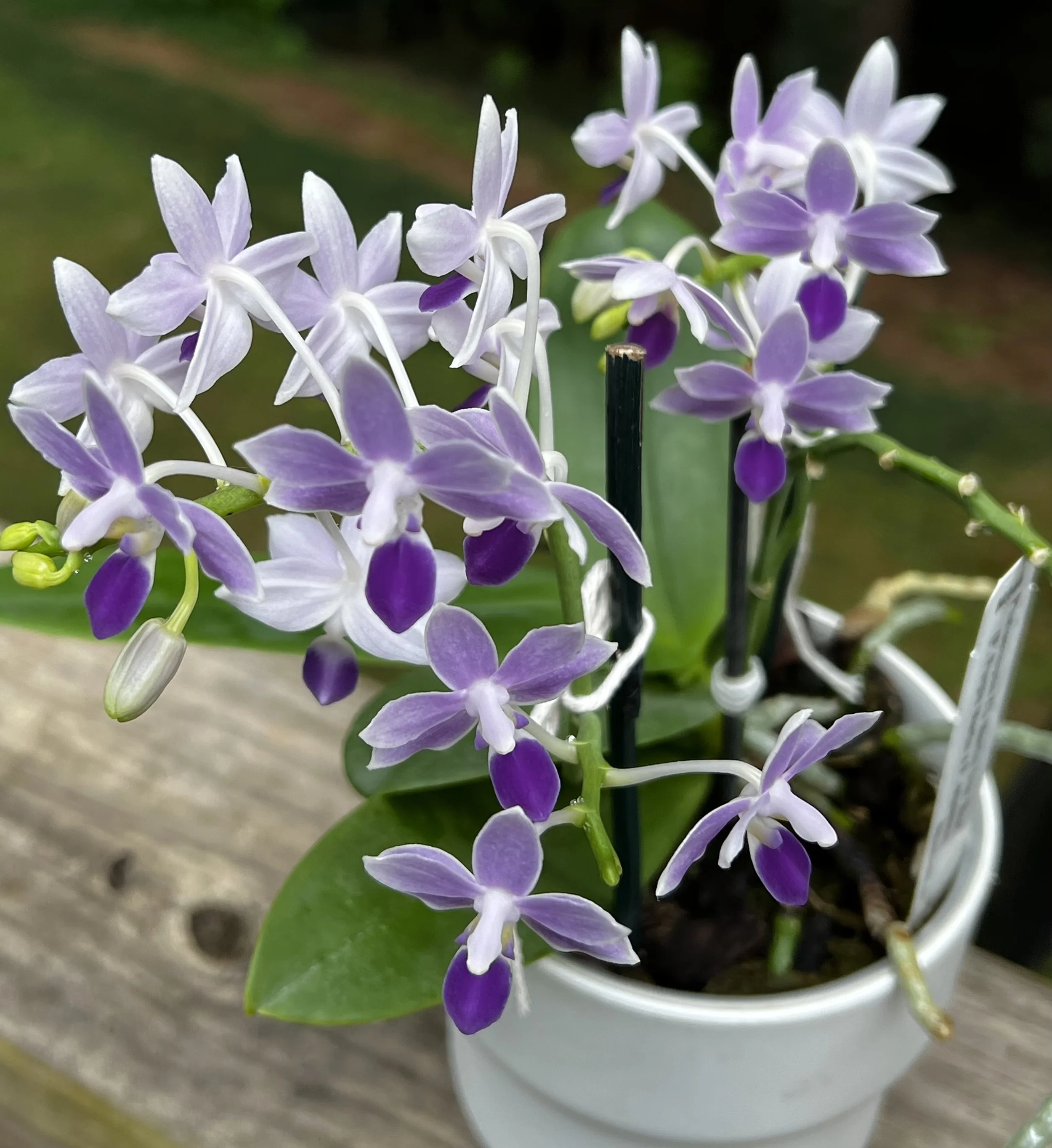Phal KS Martin ‘Tris Blue’