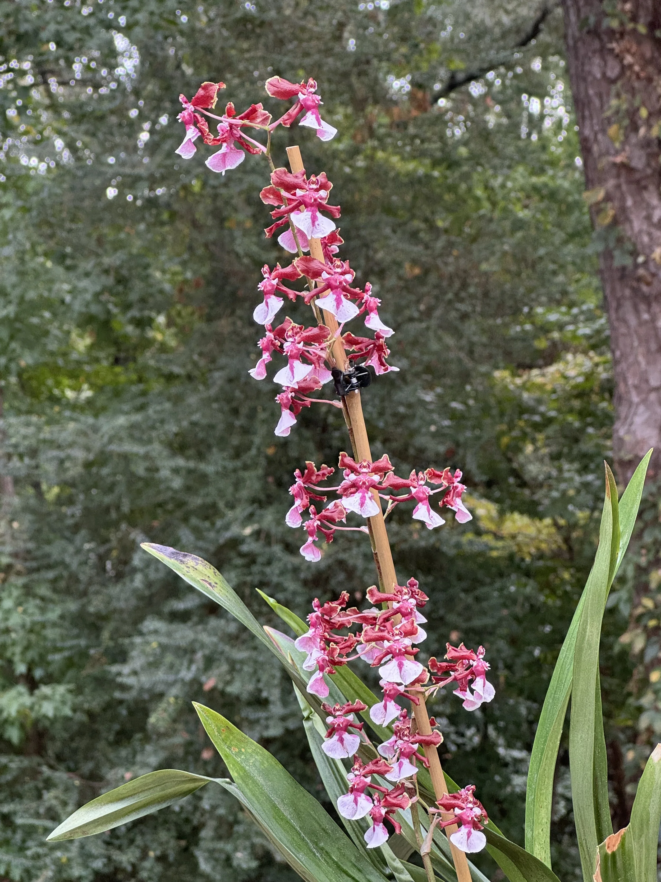 Onc Sharry Baby ‘Sweet Fragrance’ AM/AOS (SOLD)