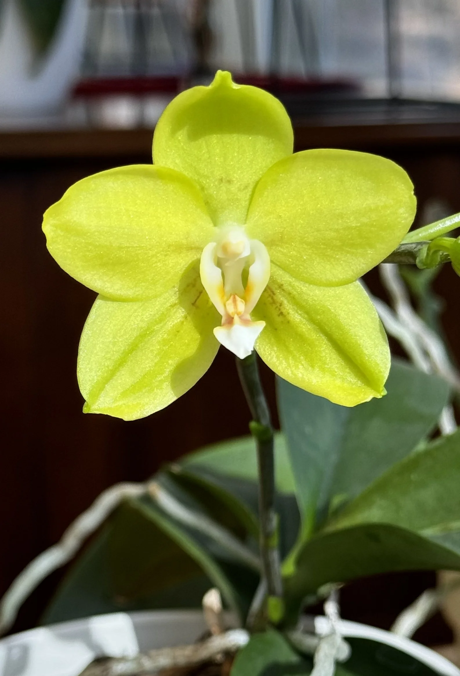 Phal Sogo Meili
