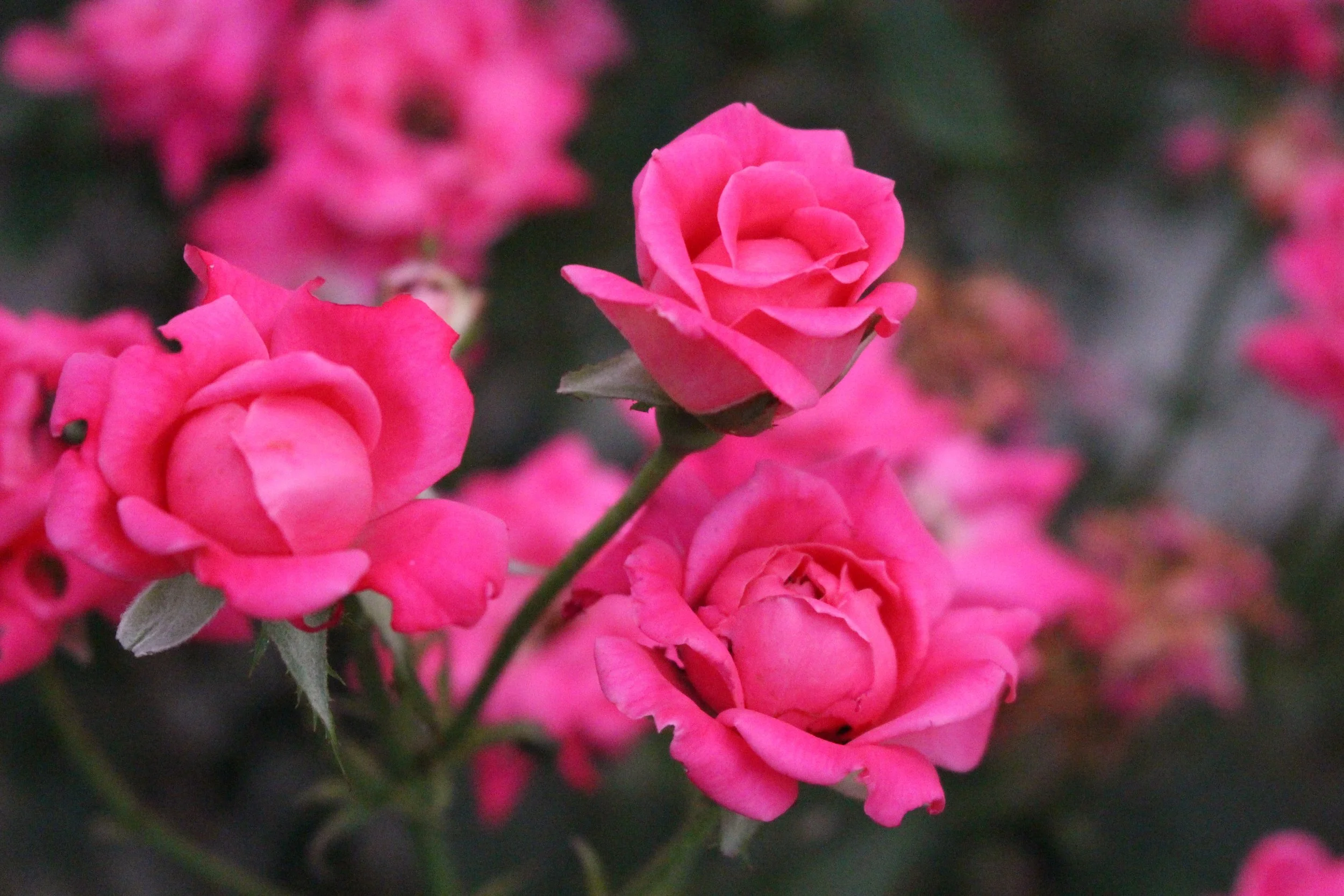 Pink roses. July 2023.