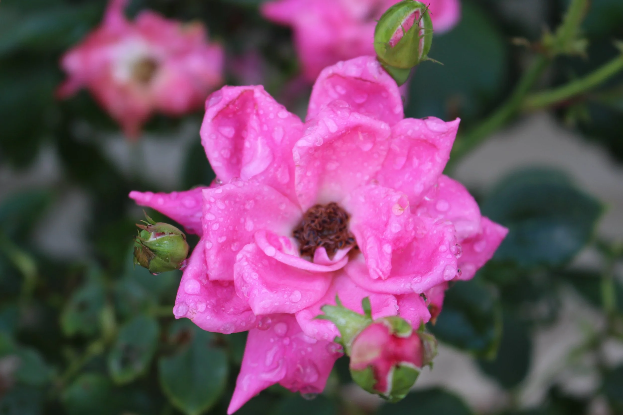 Rose after rain. July 2023.