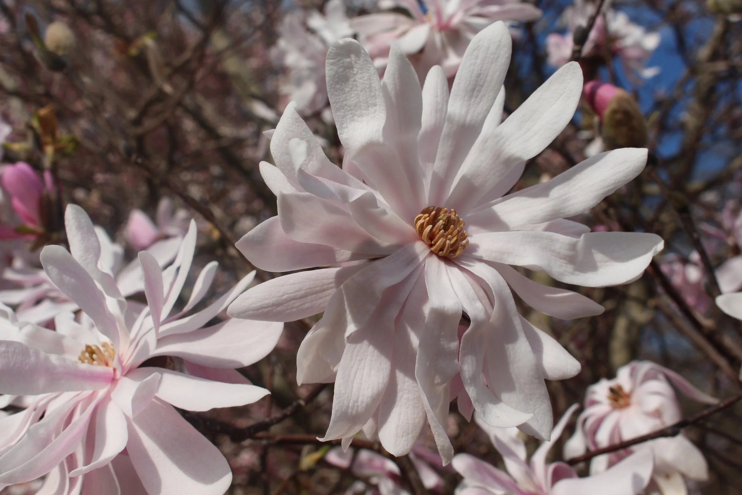 Star magnolia. February 2023.