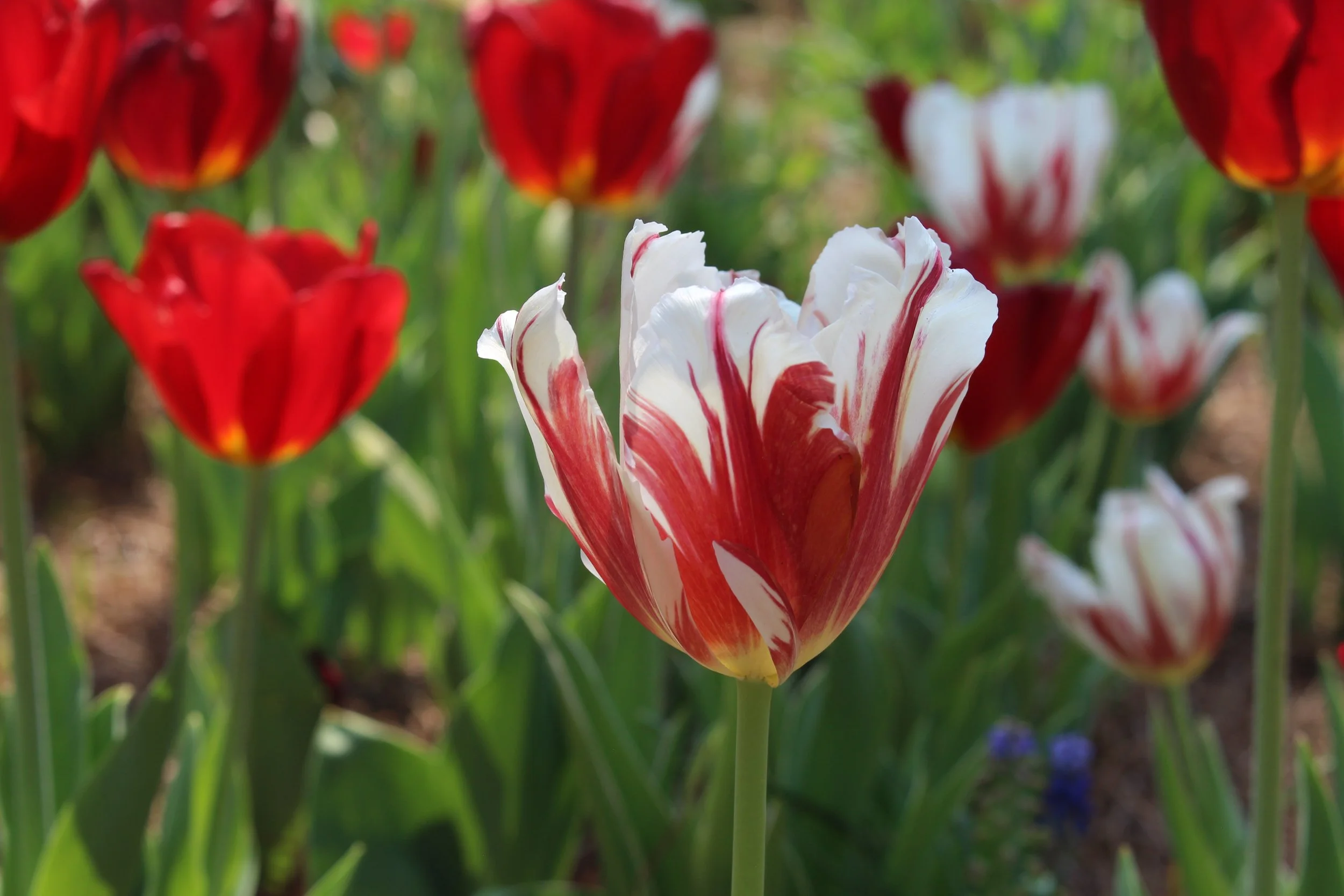 White and red blended tulip at the Norfolk Botanical Garden. April 2023.