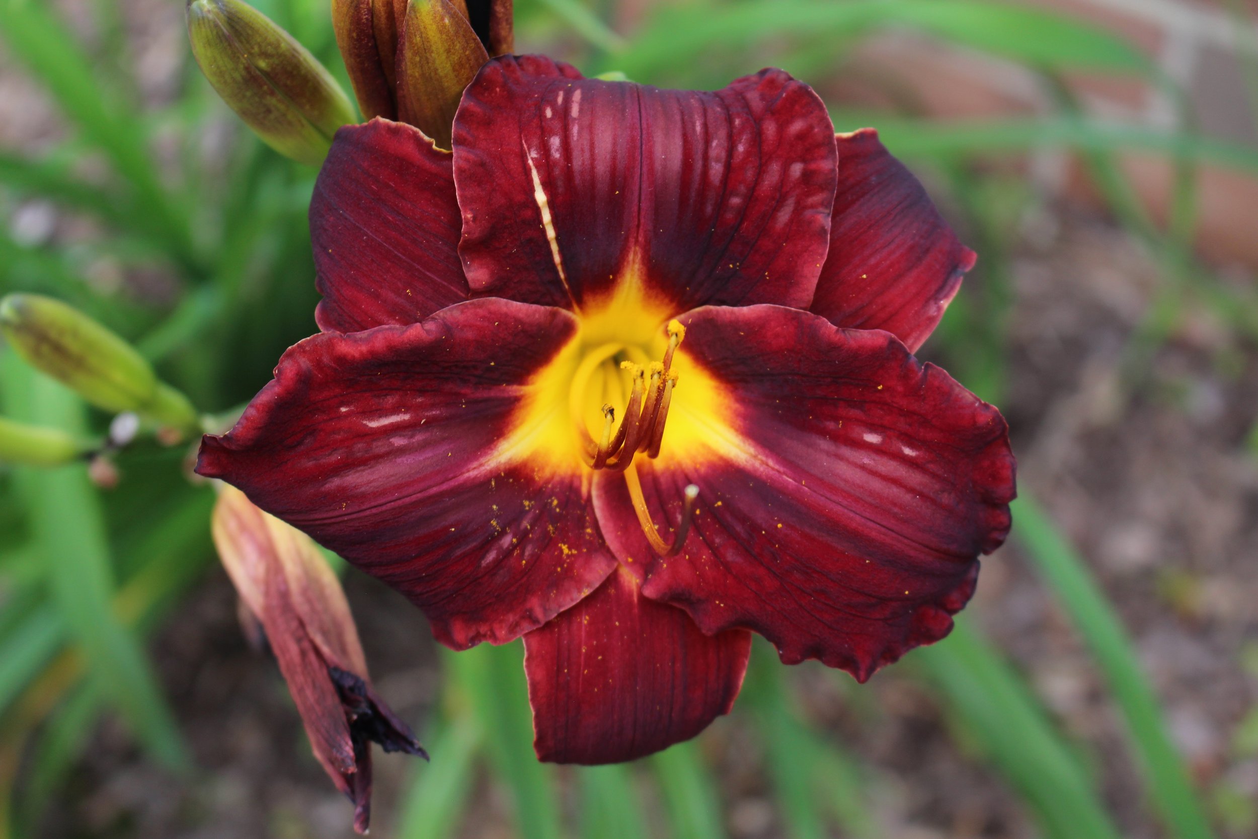Dark red daylily. July 2023.