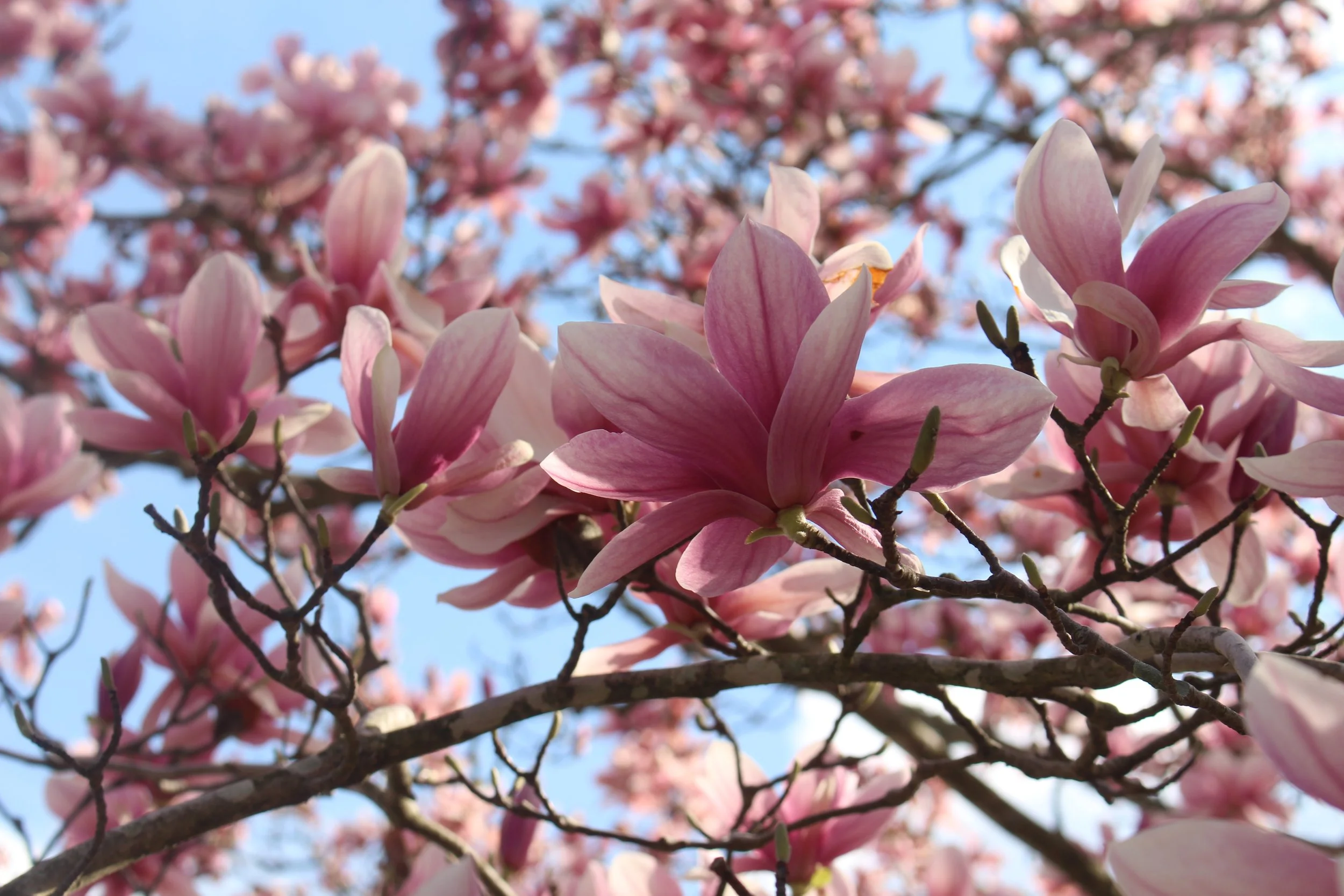 Saucer magnolia. February 2023.