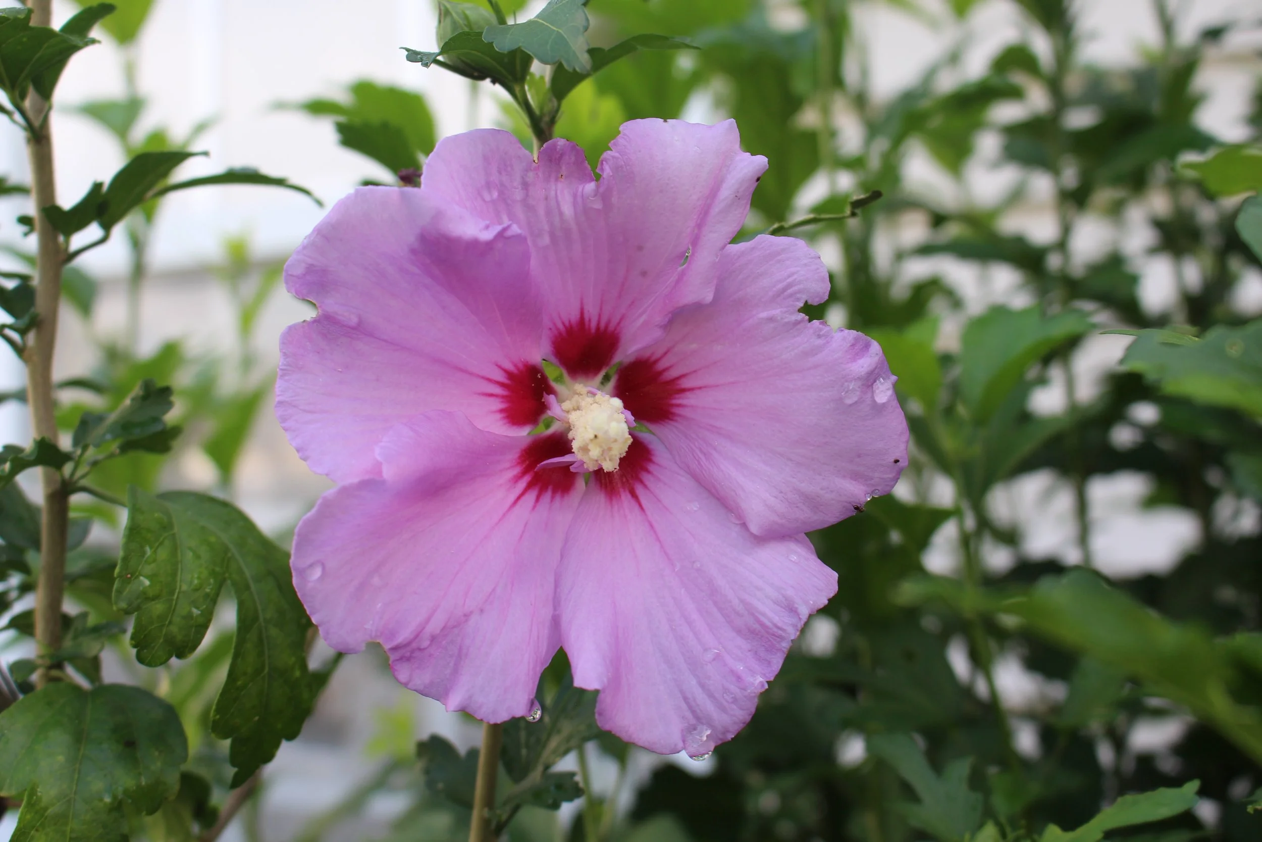 Hibiscus. July 2023.