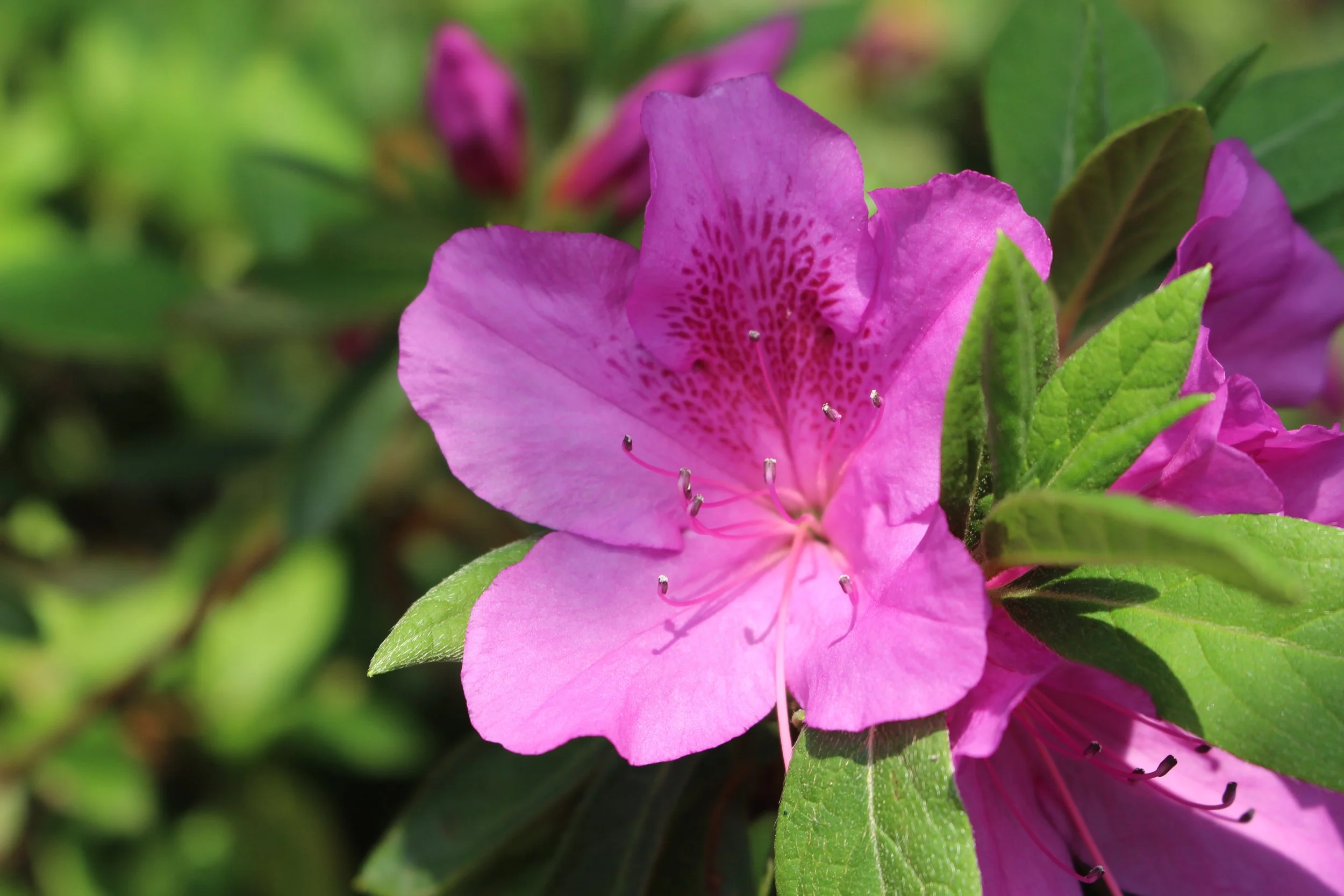 Rhododendron. April 2023.