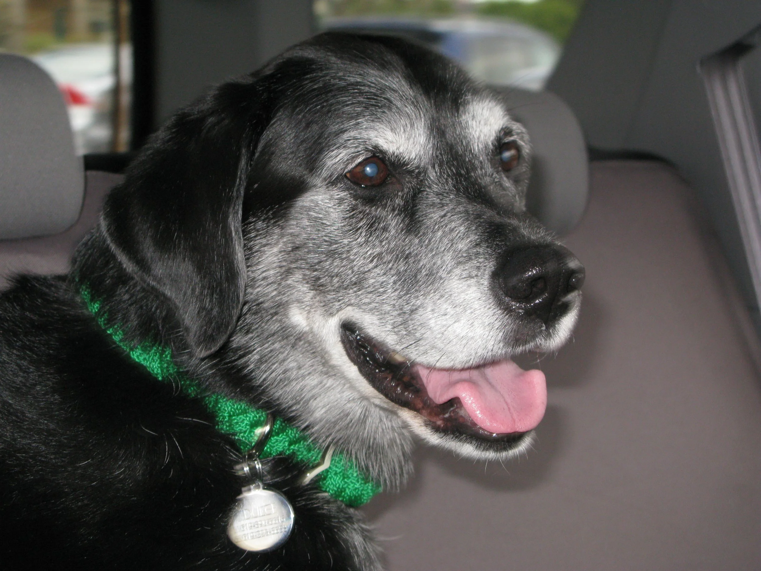 November Is National Senior Pet Month