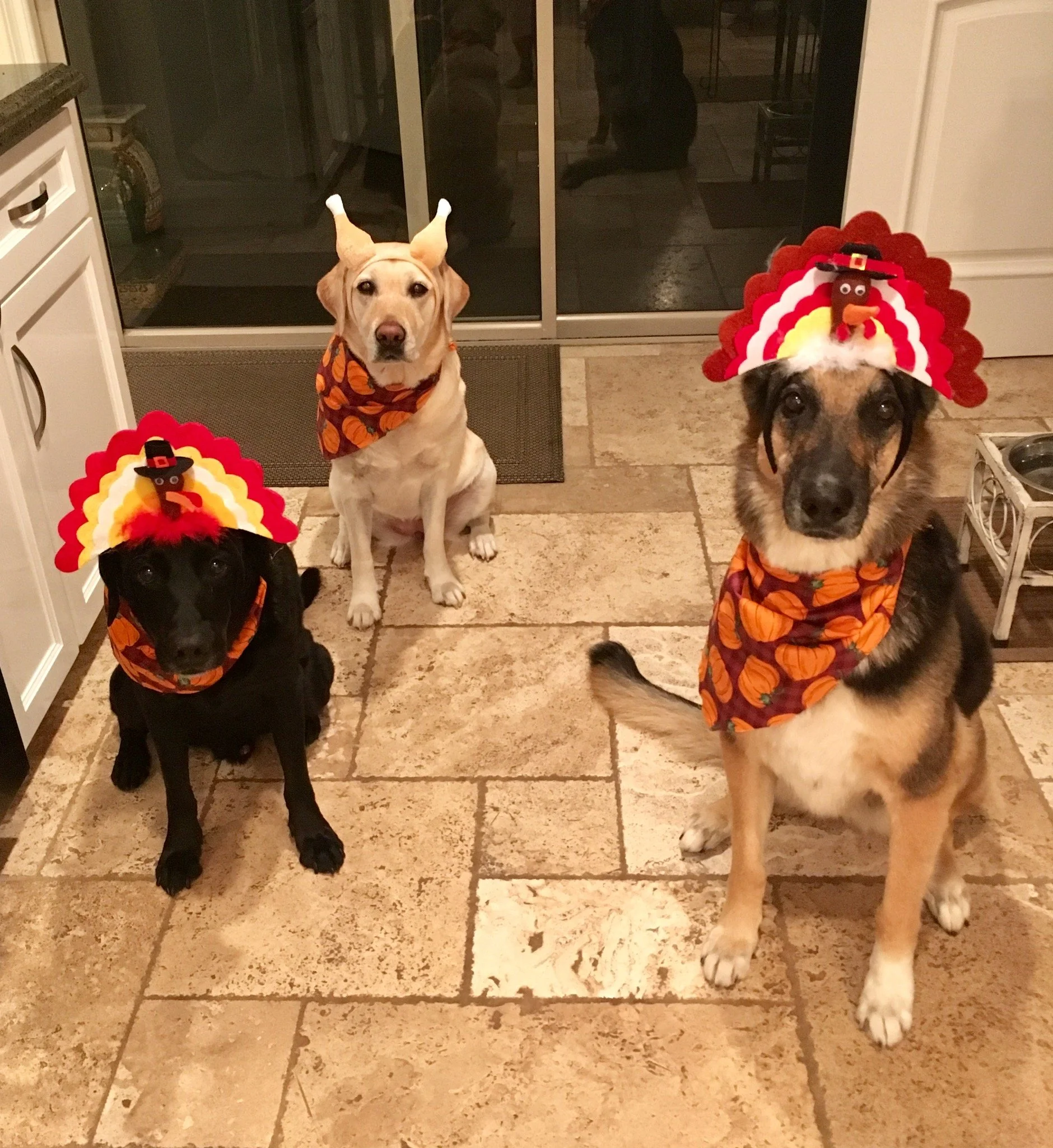 A Pet Friendly Thanksgiving:  Tips For A Happy &amp; Safe Holiday