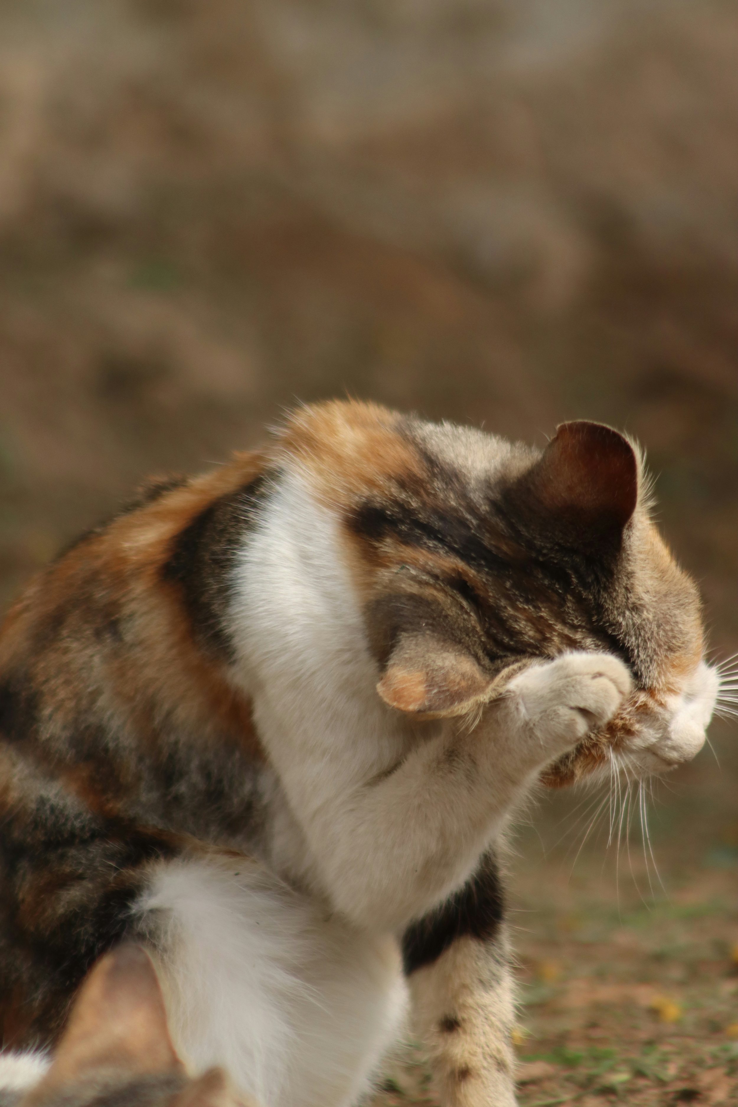 Why Do Cats Itch, Over-Groom, and Get the Zoomies?