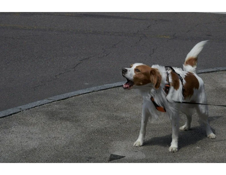 Overstimulation on Walks: When the World Becomes Too Much