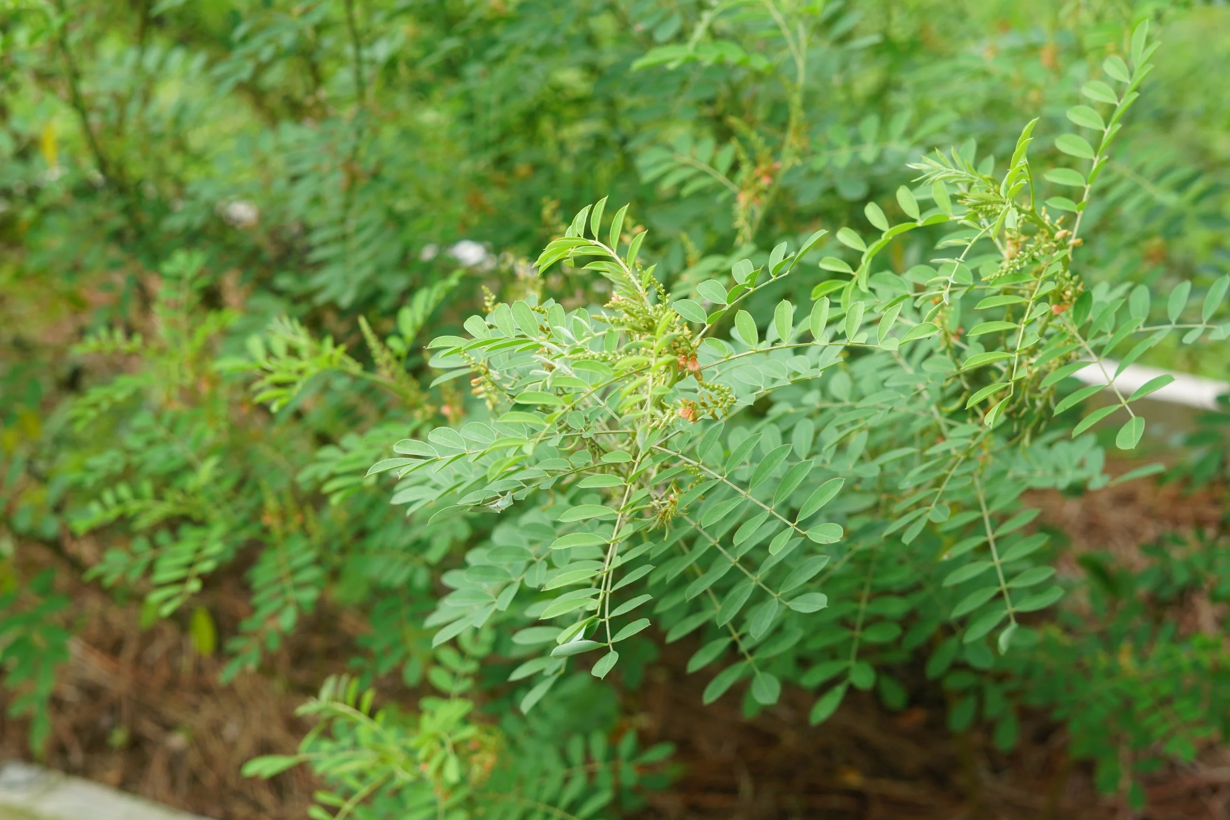 DSC09673.JPG