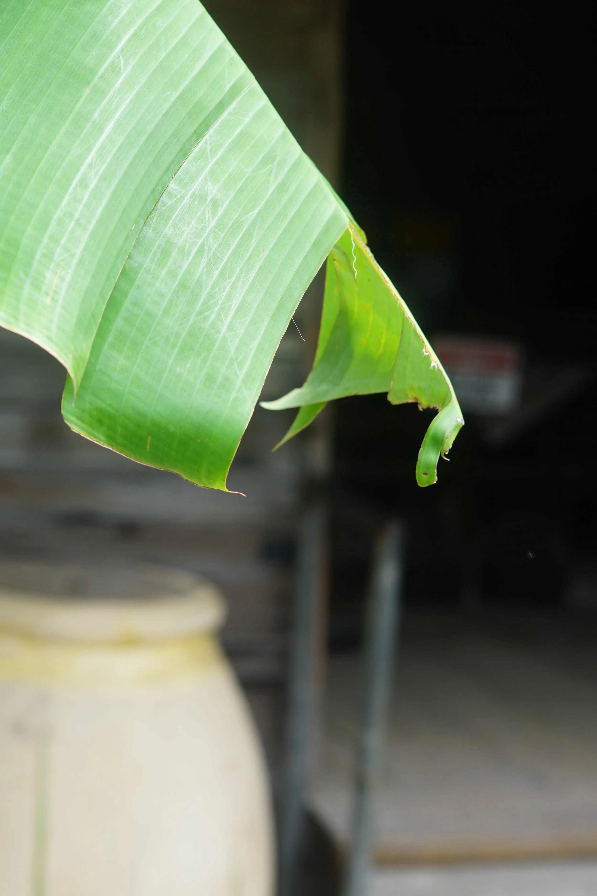 DSC09697.JPG