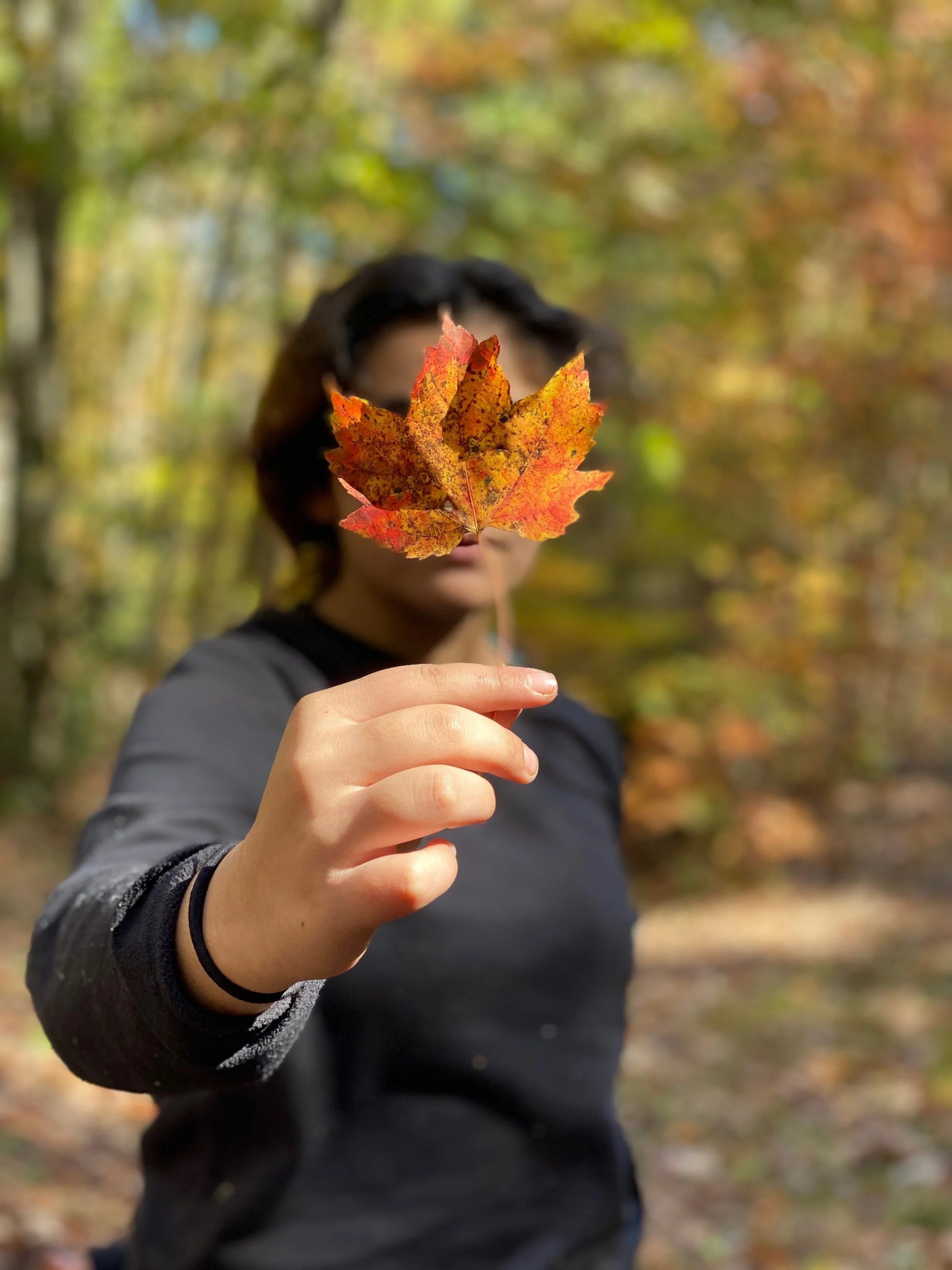 Person holding a colorful autumn leaf in front of their face in a forest with fall foliage