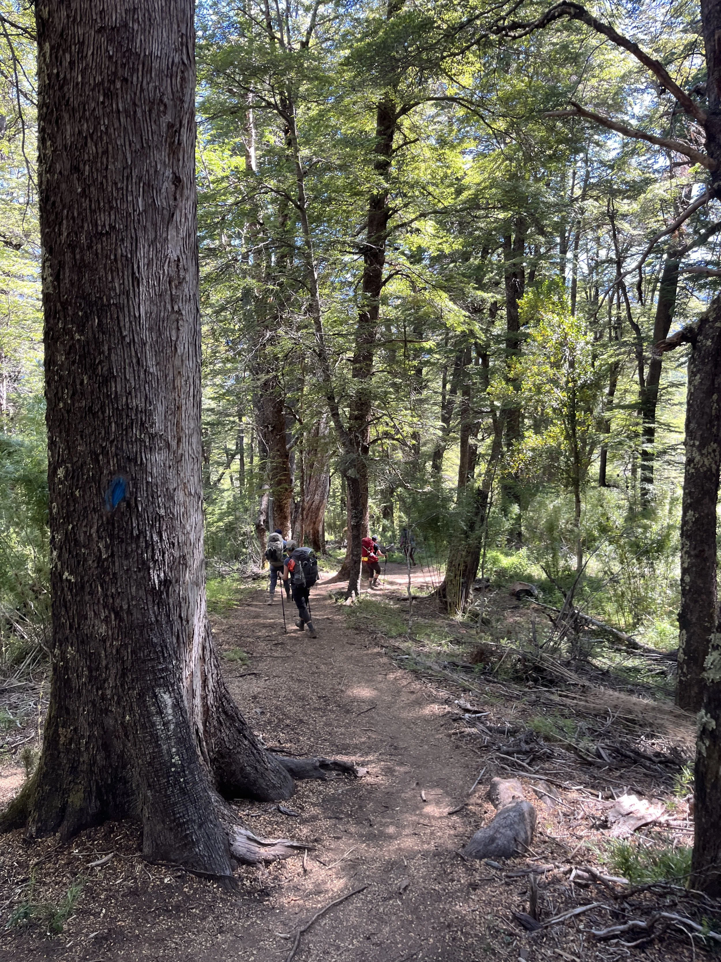 Hikers walking on a forest trail surrounded by tall trees and green foliage.