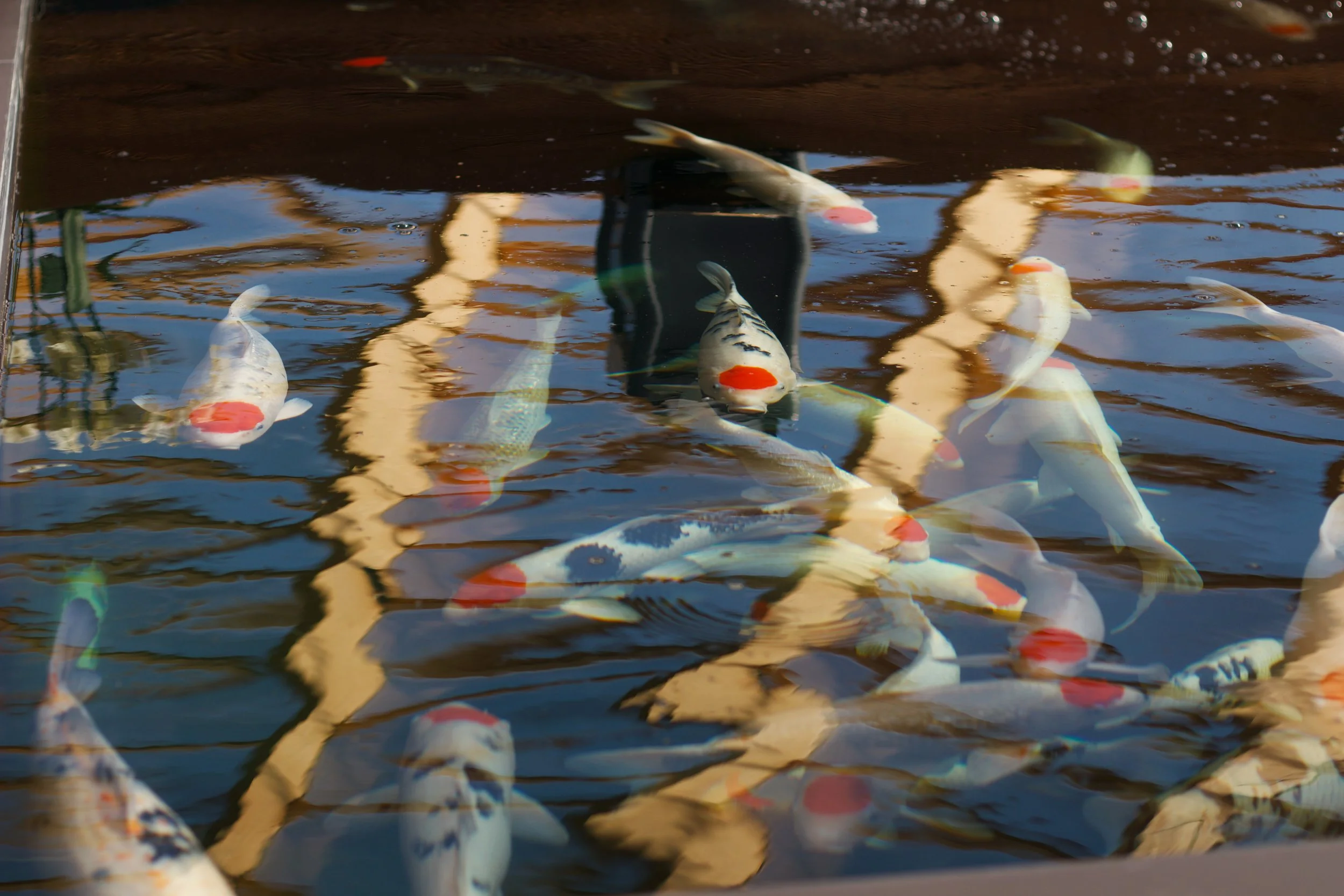 Grand Koi