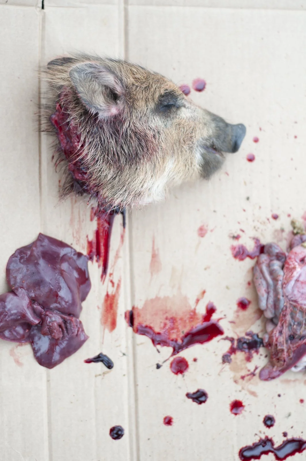 Dead pig's head with blood and internal organs on a wooden floor.