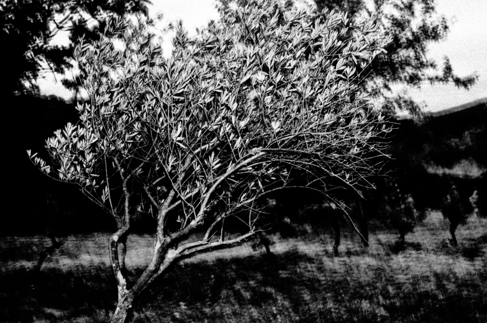 Black and white photograph of a tree with multiple branches and leaves, standing in an open landscape with a hill and other trees in the background.